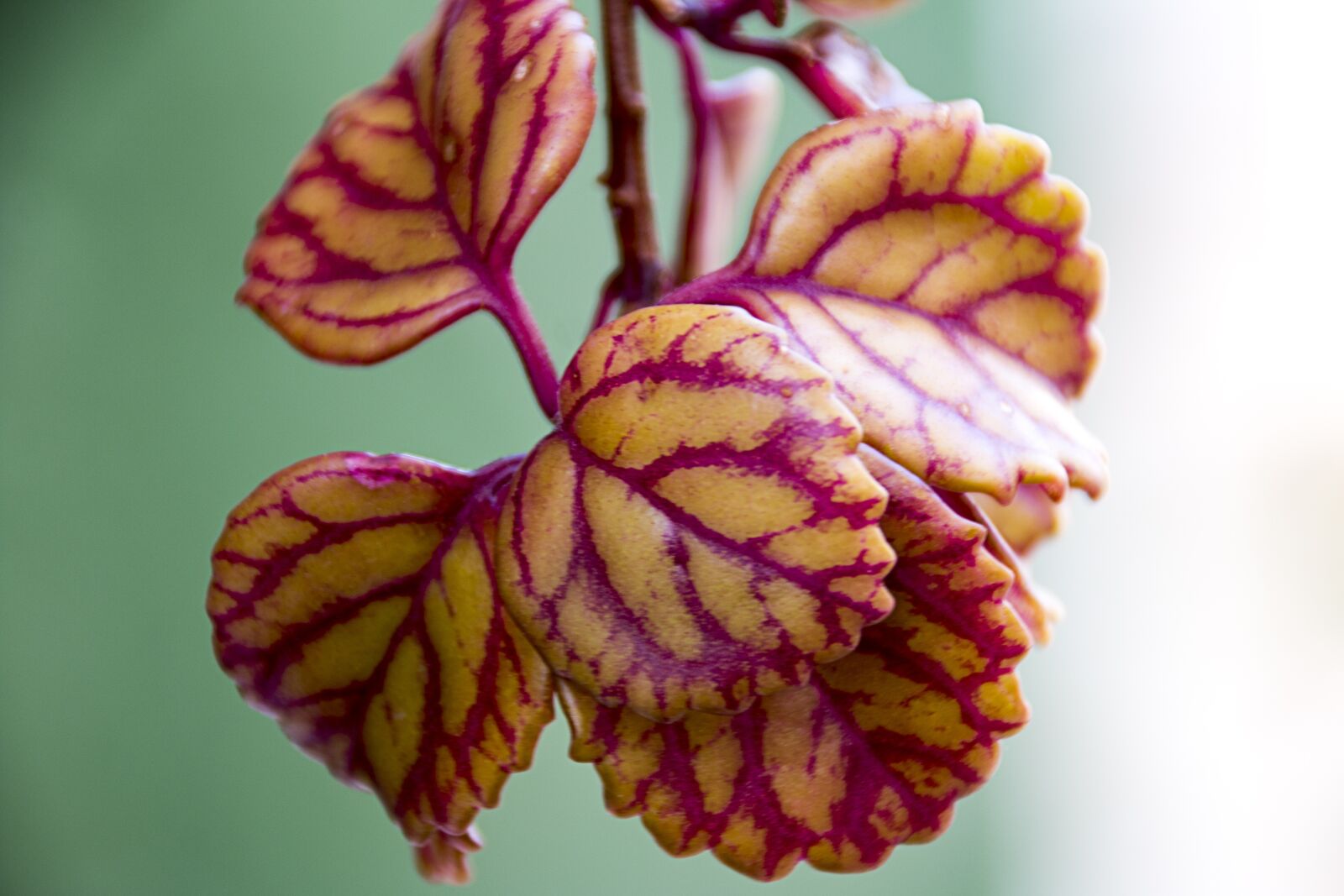 Canon EOS 70D sample photo. Plant, macro, nature photography