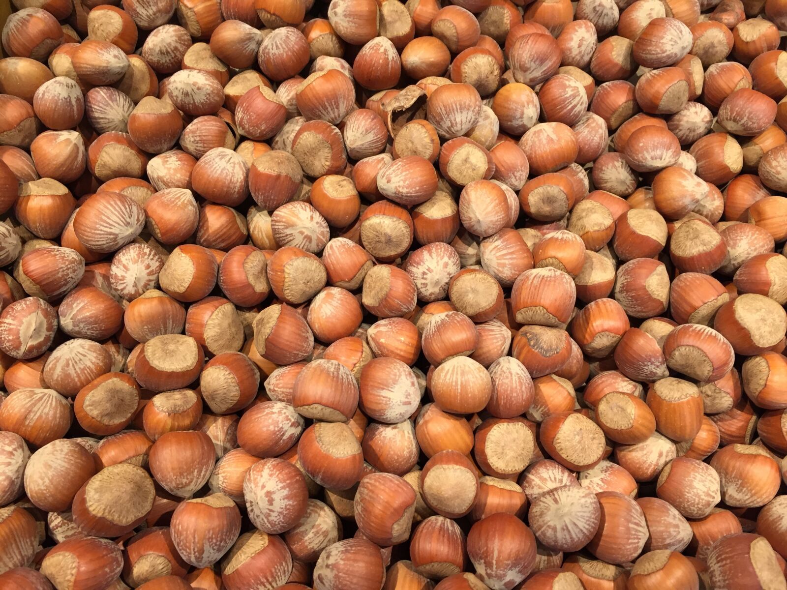 Apple iPhone 6 sample photo. Hazelnut, nuts, food photography