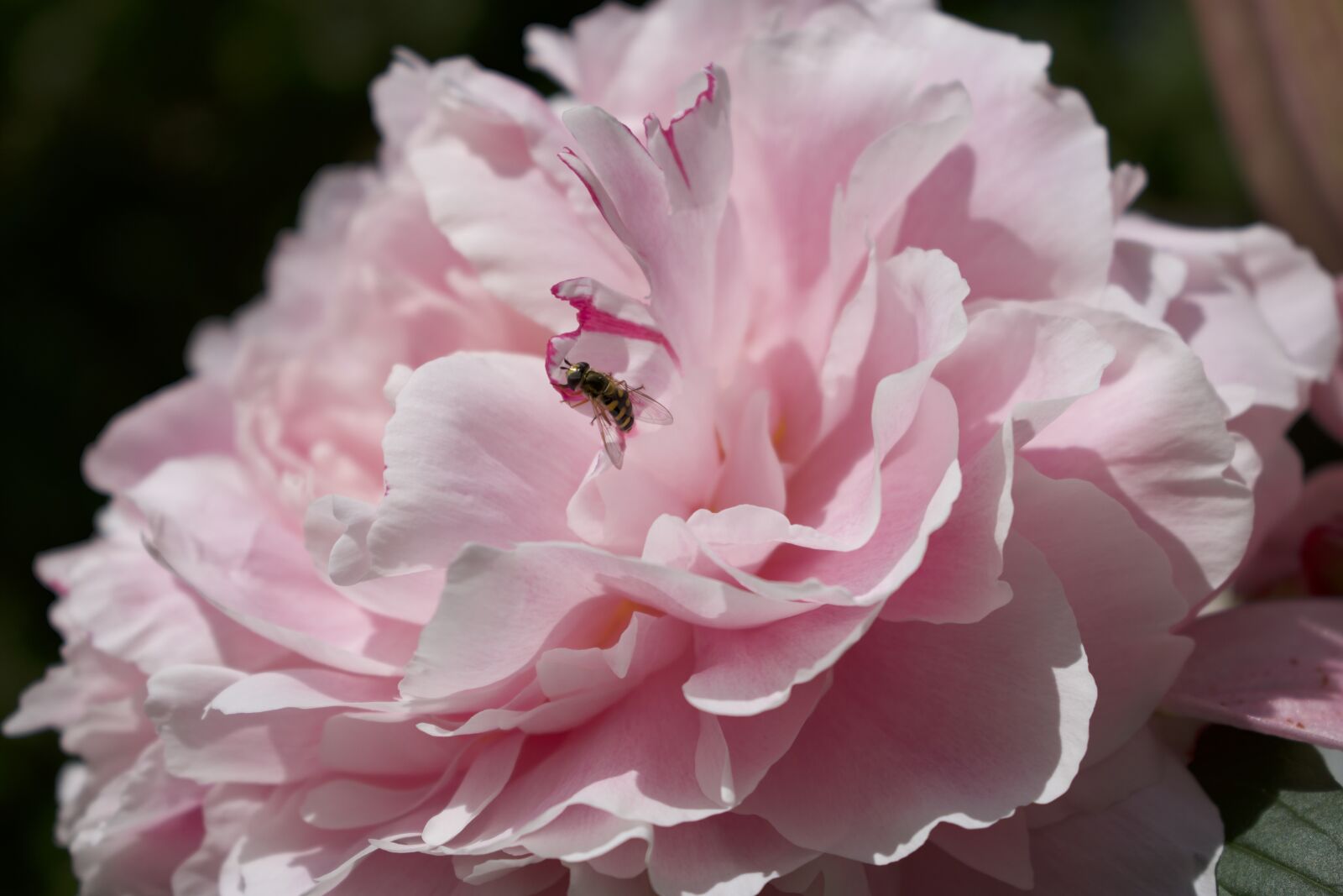 Nikon D3400 sample photo. Peony, pink, petals photography