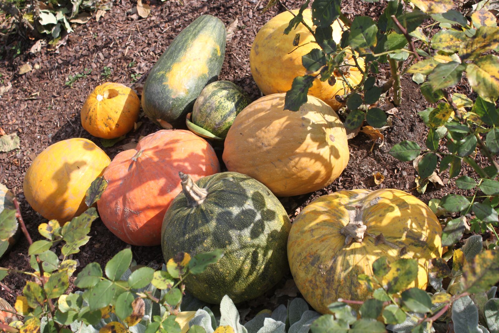Canon EOS 500D (EOS Rebel T1i / EOS Kiss X3) sample photo. Pumpkins, autumn, in the photography
