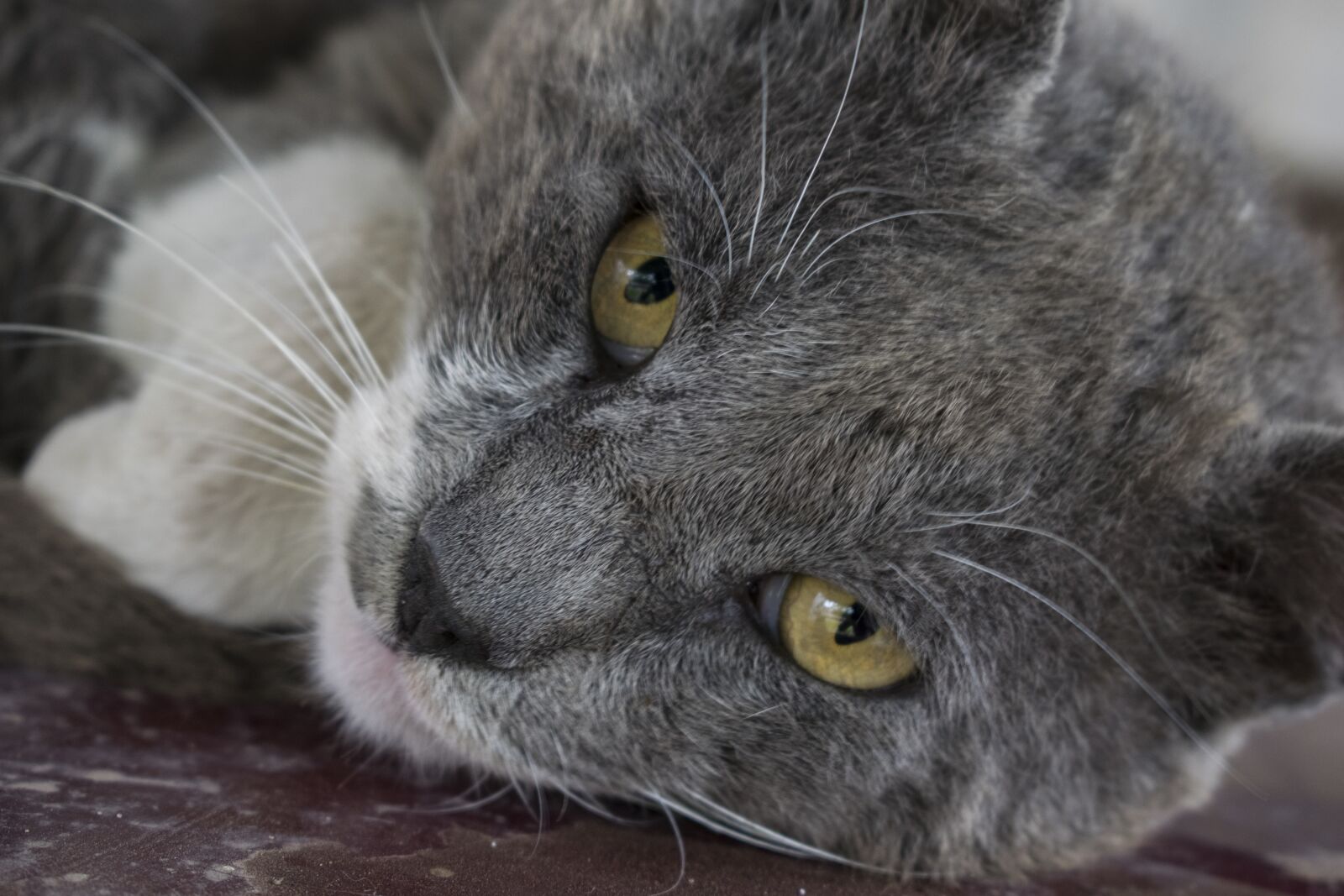 Nikon D5300 sample photo. Cat, grey, pet photography