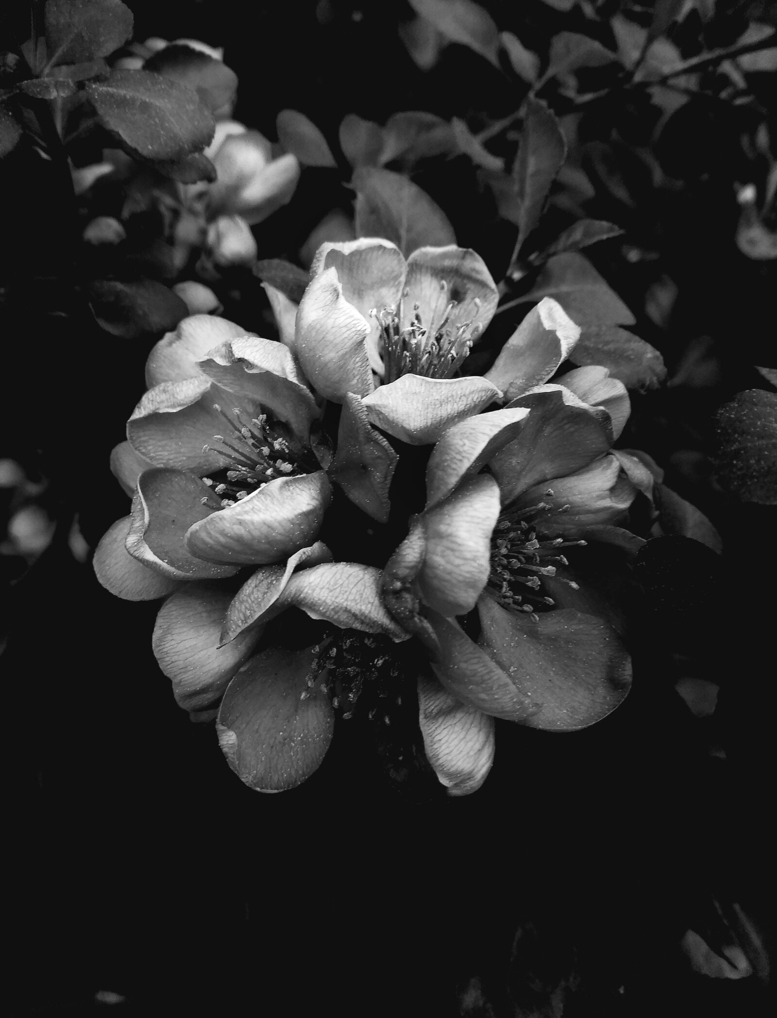 Xiaomi Redmi Note 4 sample photo. Flowers, flora, bw photography