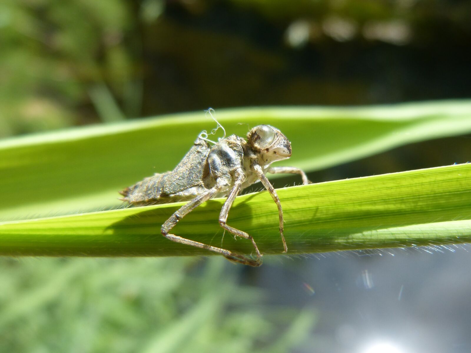 Panasonic DMC-FZ62 sample photo. Dragonfly, skin, change the photography