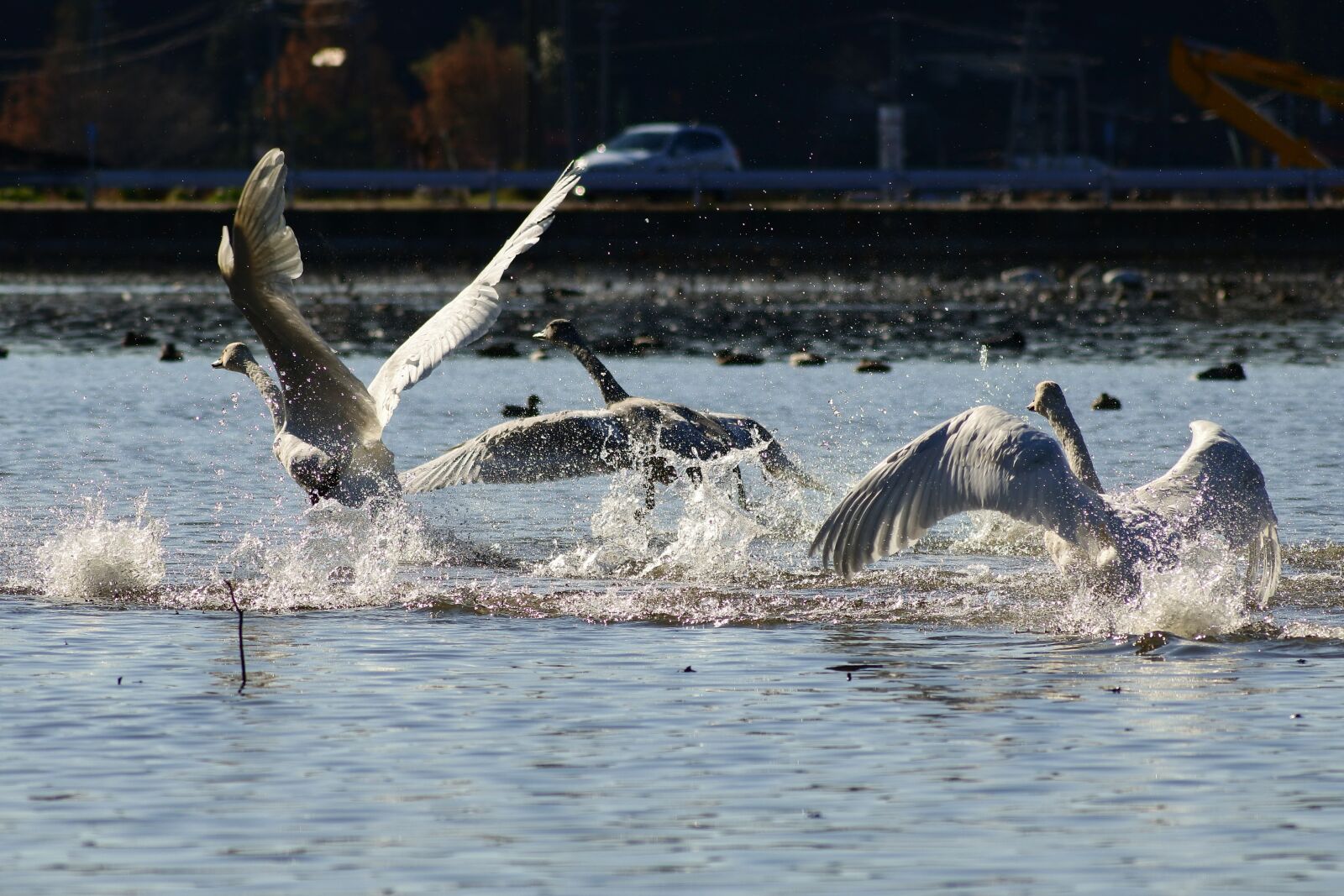 VR 70-300mm f/4.5-6.3G sample photo. Animal, lake, waterside photography