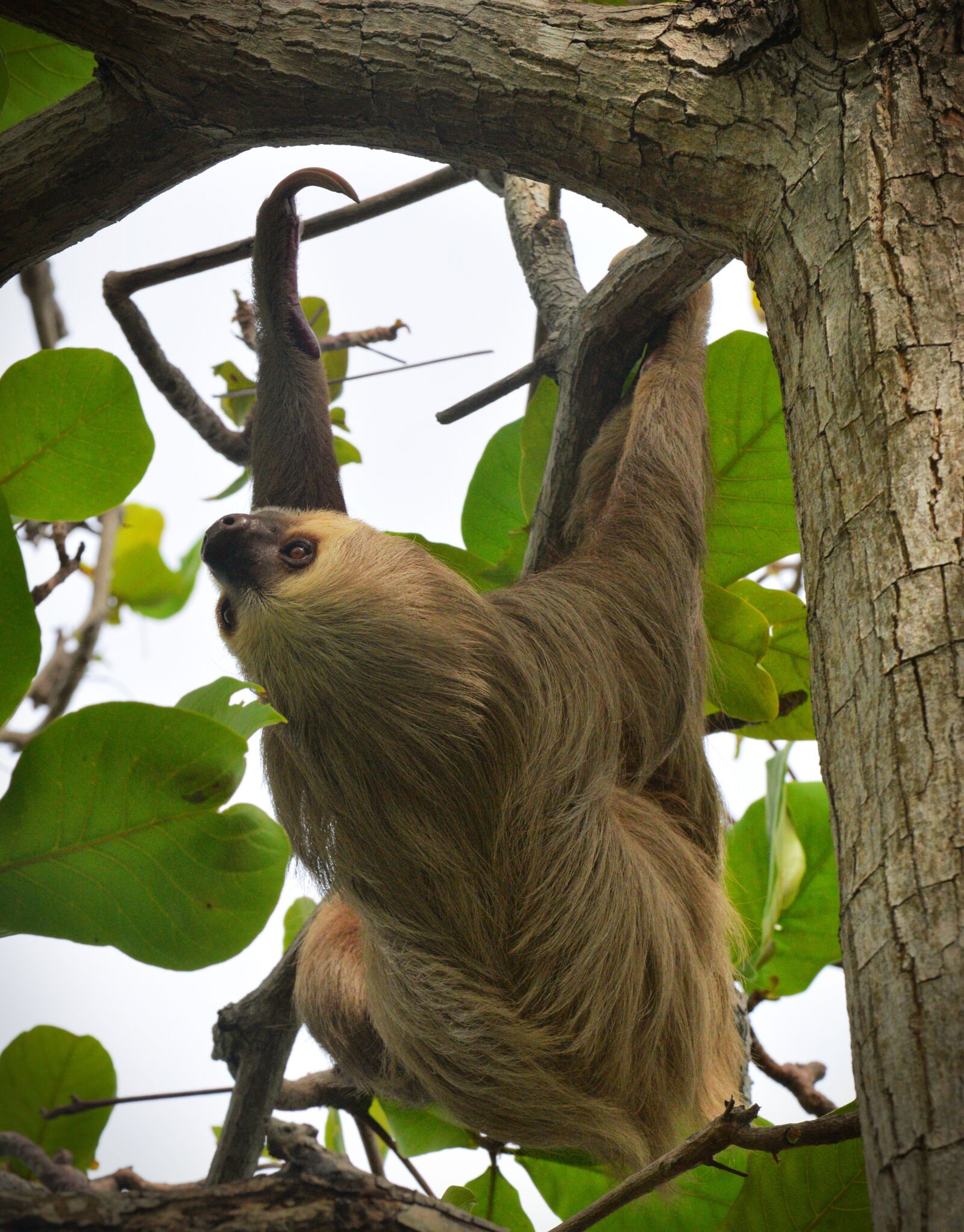 Nikon D610 sample photo. Sloth, panama, mammal photography