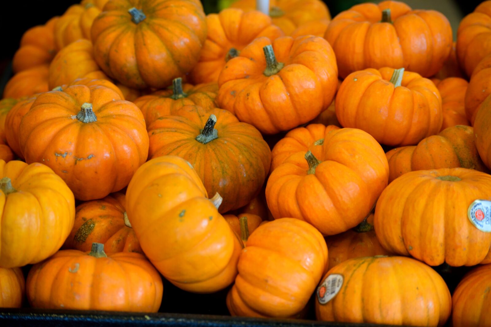 Nikon D3300 sample photo. Pumpkins, vegetable, food photography