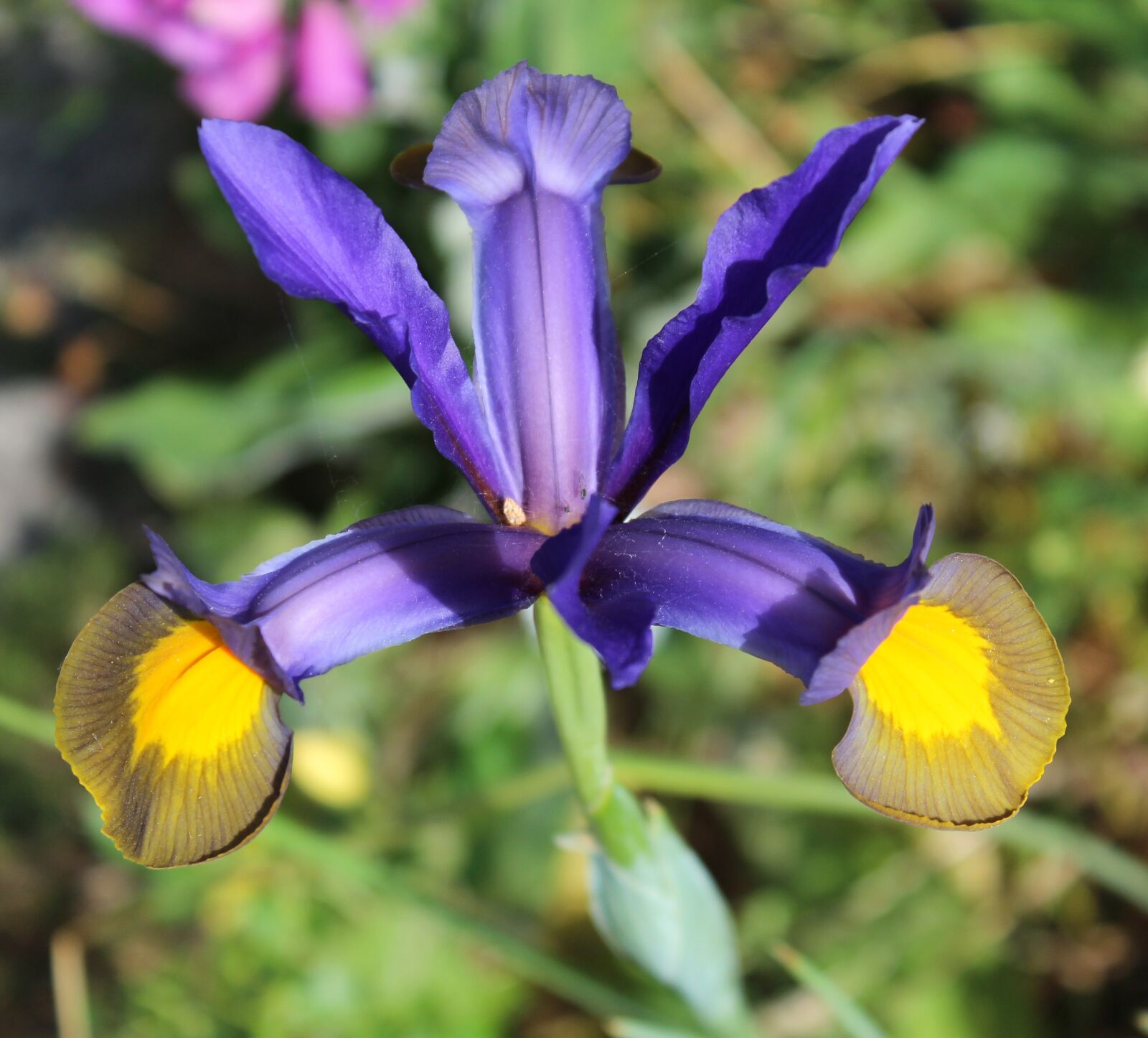 Canon EOS 1200D (EOS Rebel T5 / EOS Kiss X70 / EOS Hi) sample photo. Iris, blue, yellow photography