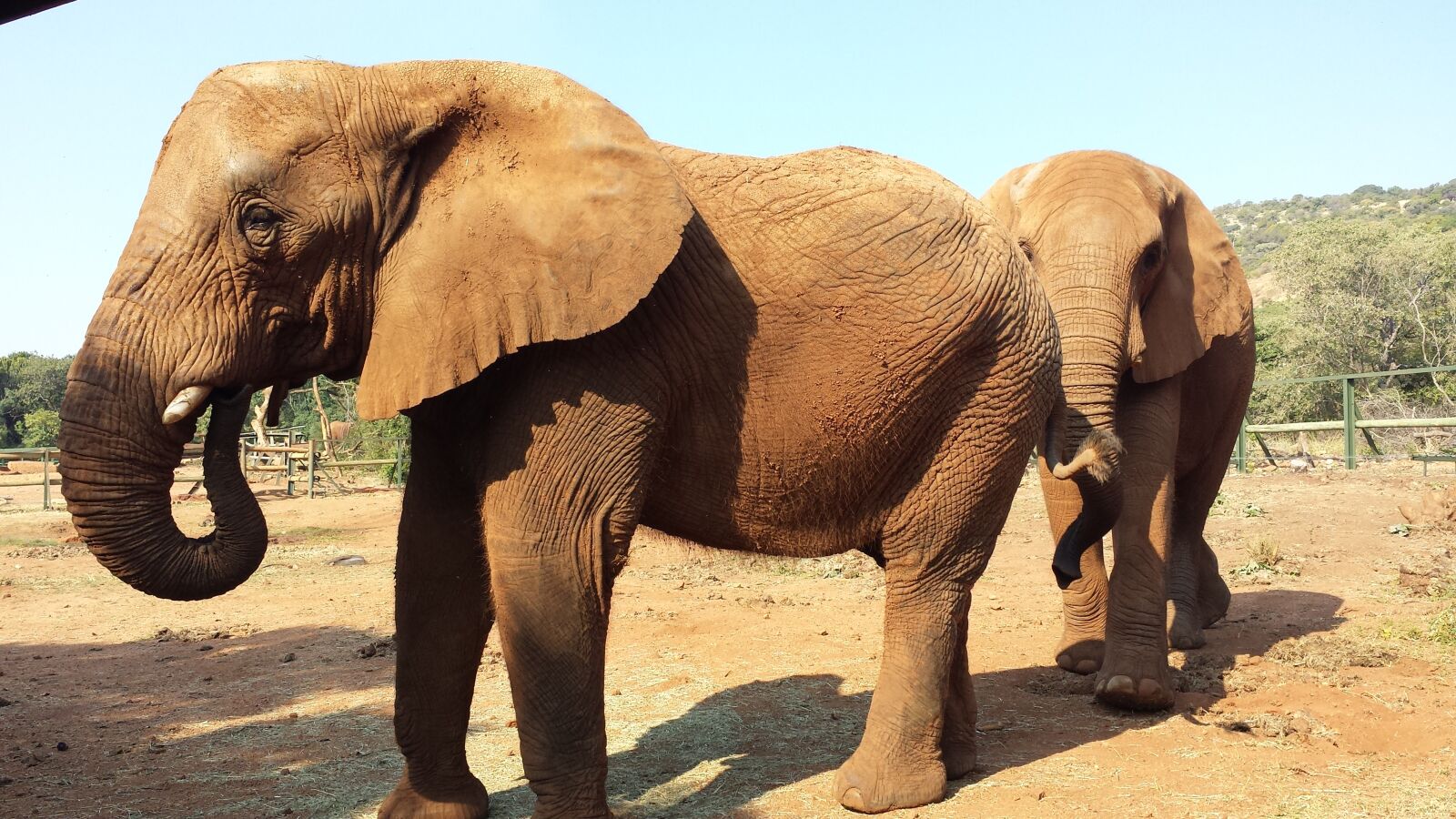 Samsung Galaxy S4 sample photo. Elephants, africa, safari photography