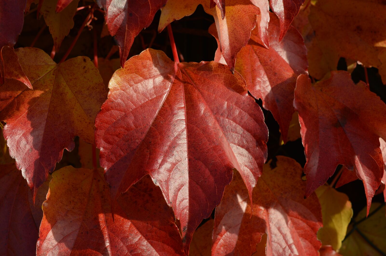 Nikon D3200 sample photo. Autumn, foliage, nature photography