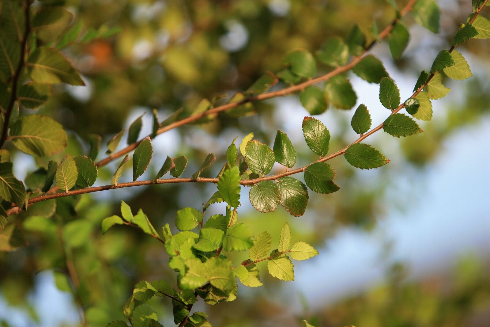 Canon EOS 30D sample photo. Branches, greenery, leaves photography