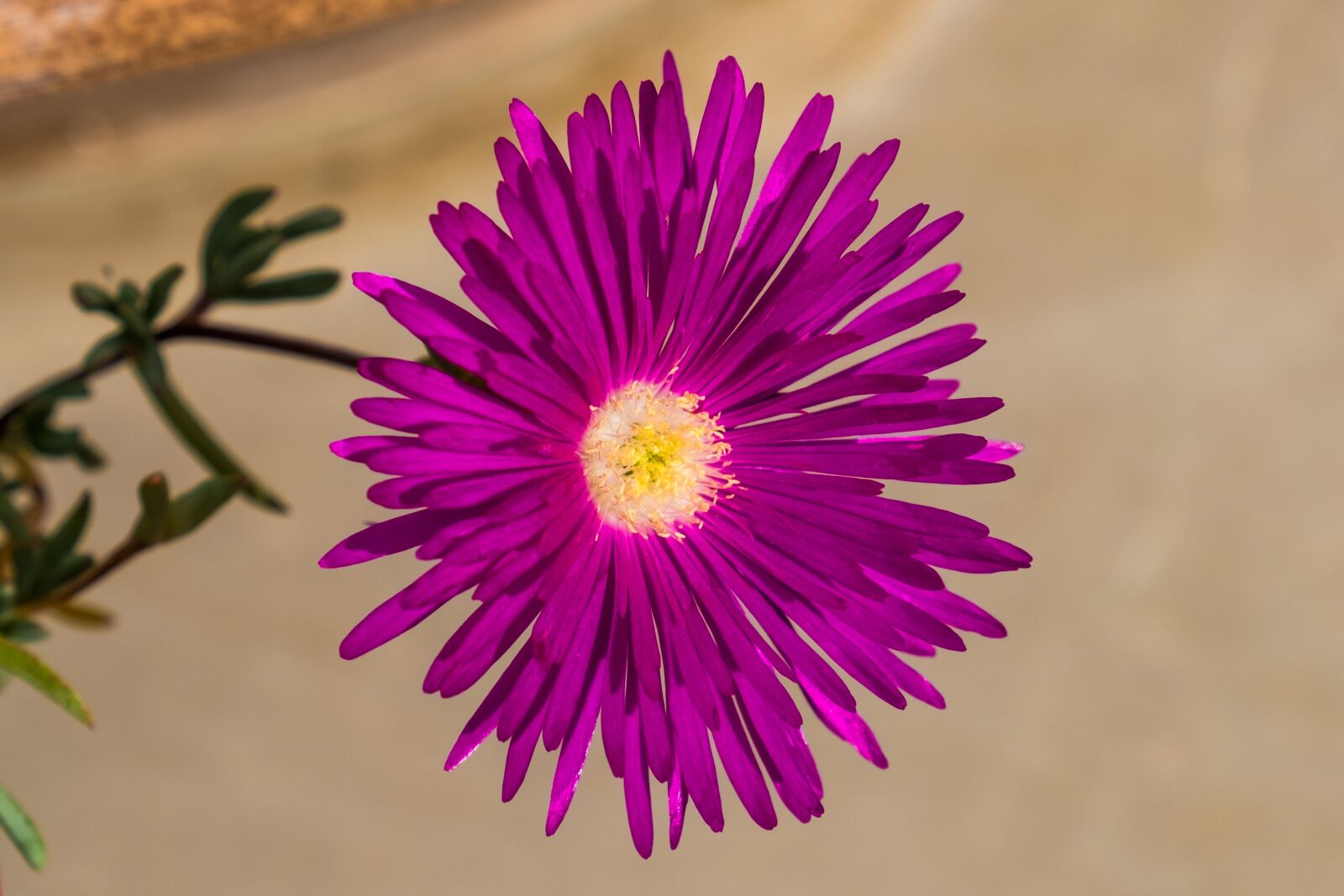 Fujifilm XF 18-55mm F2.8-4 R LM OIS sample photo. Flower, color, flowers photography
