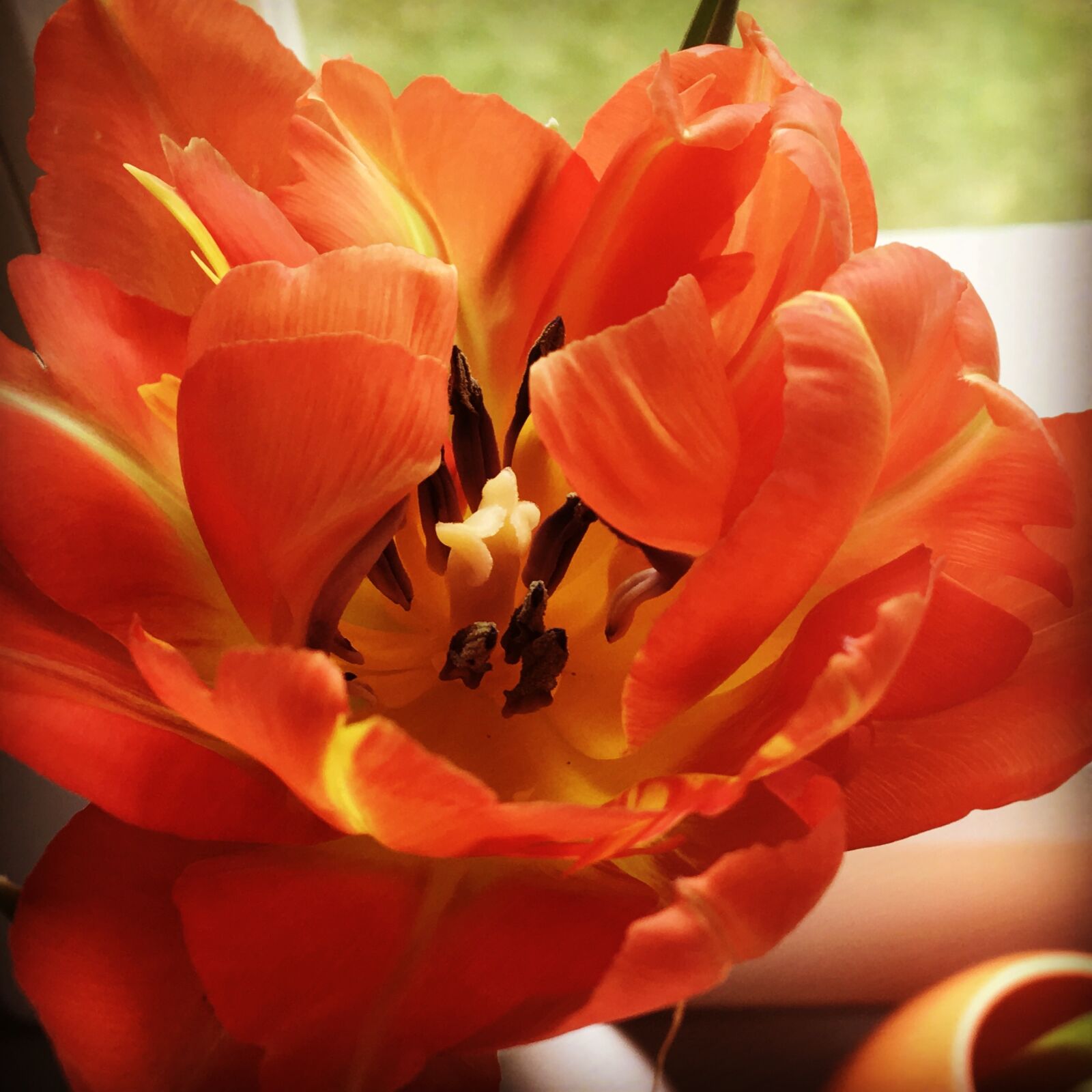 Apple iPad Pro sample photo. Tulip, orange, flower photography