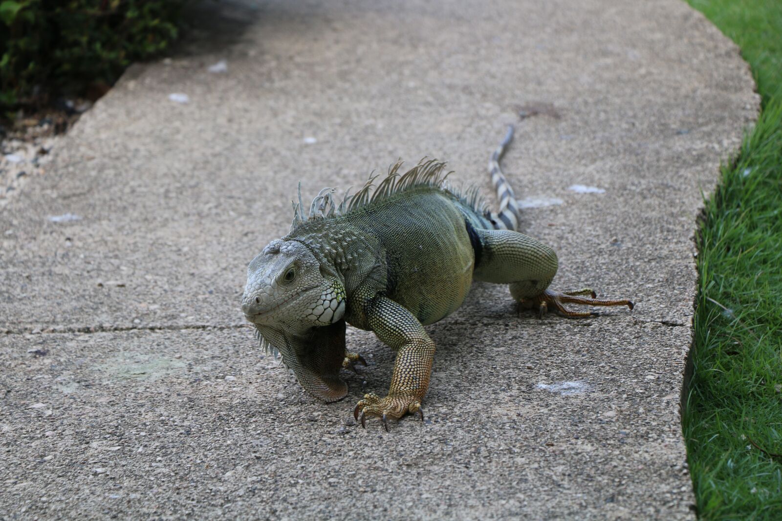 Canon EOS 70D sample photo. Iguana, lizard, reptile photography