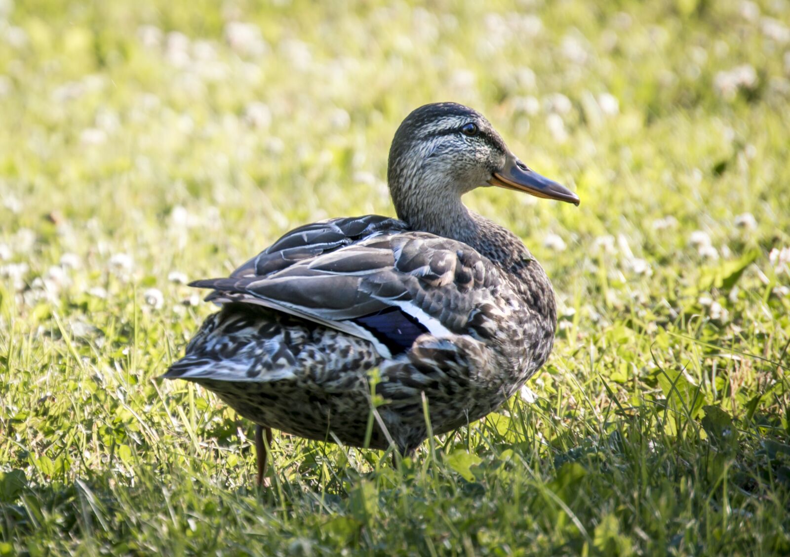 Nikon D3200 sample photo. And, duck, bird photography