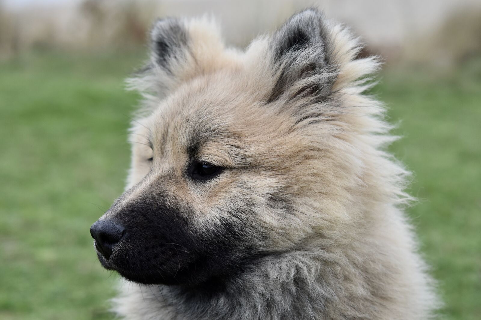 Nikon D5600 sample photo. Dog, dog eurasier, portrait photography