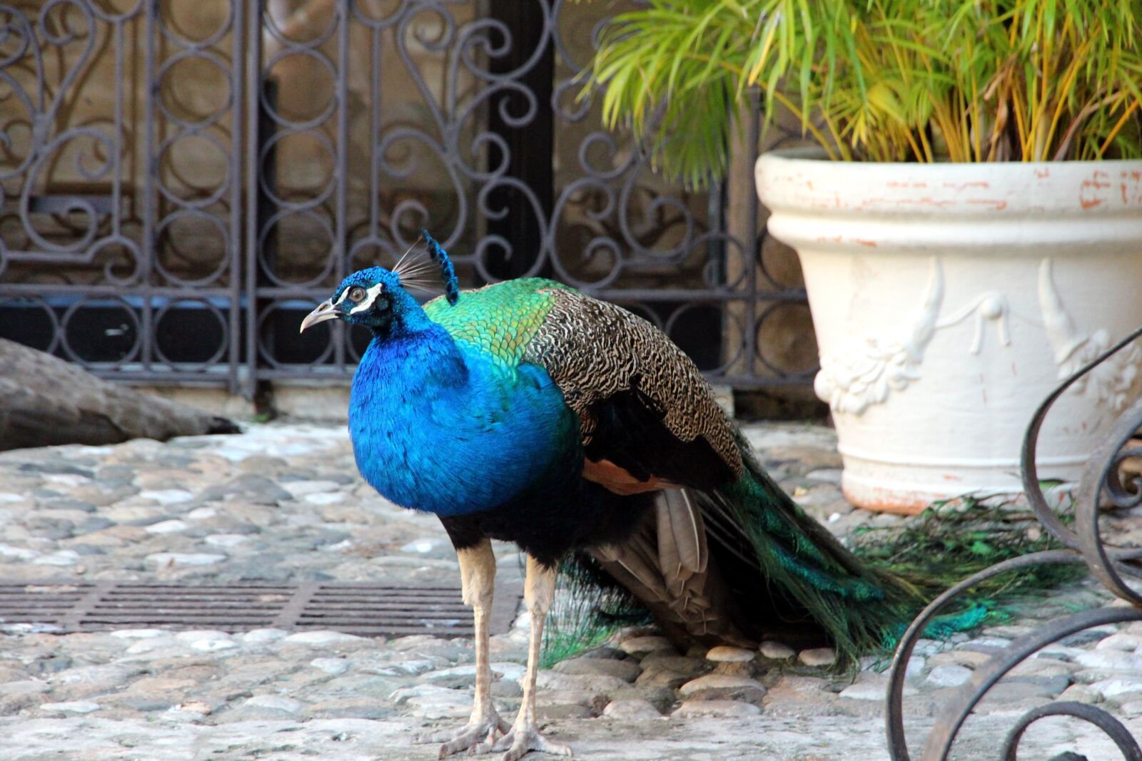 Canon EOS 650D (EOS Rebel T4i / EOS Kiss X6i) sample photo. Peacock, tail, bird photography