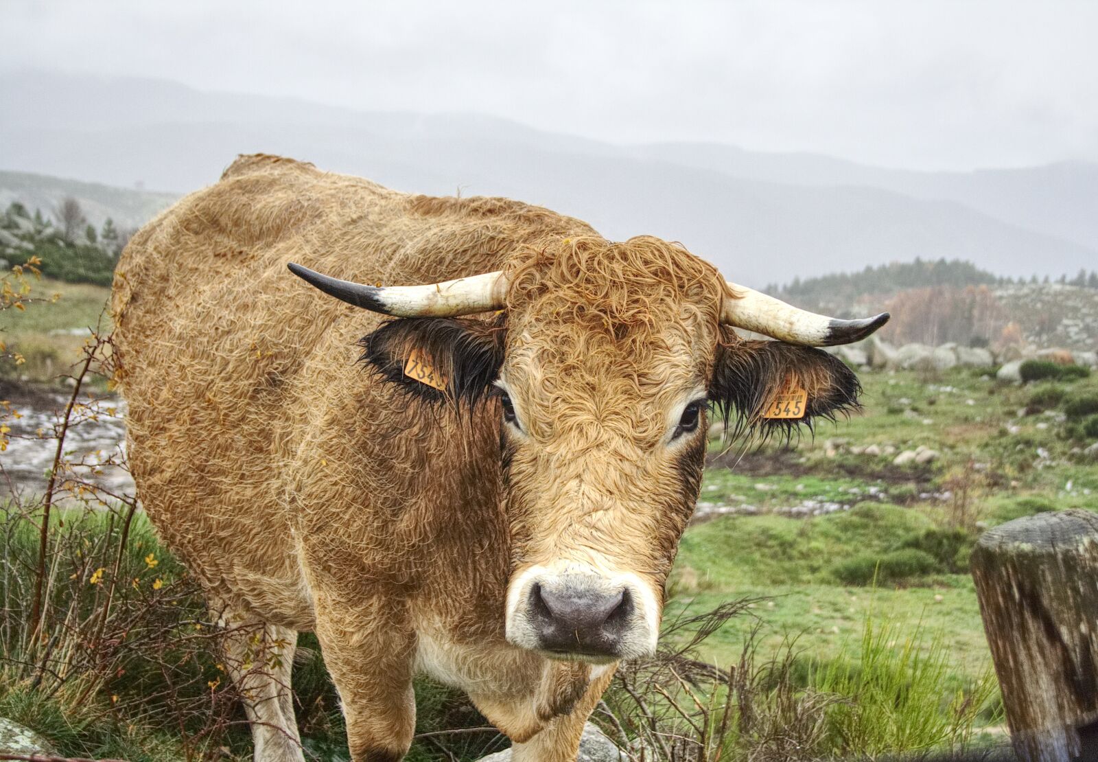 18.0 - 55.0 mm sample photo. Cow, field, agriculture photography