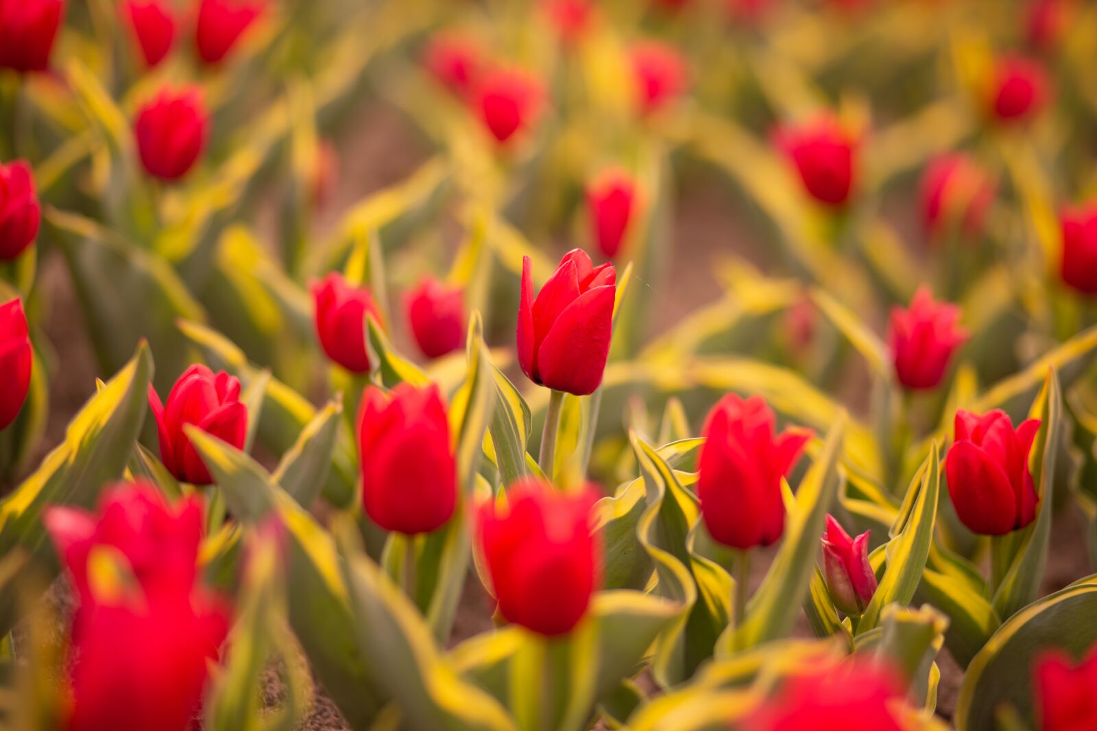 Canon EF 85mm F1.8 USM sample photo. Tulips, red flowers, tulip photography