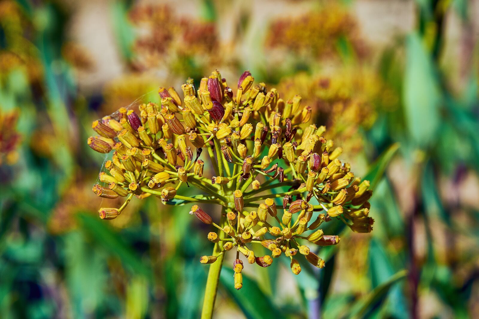 Nikon D7200 sample photo. Flower, garden, plant photography