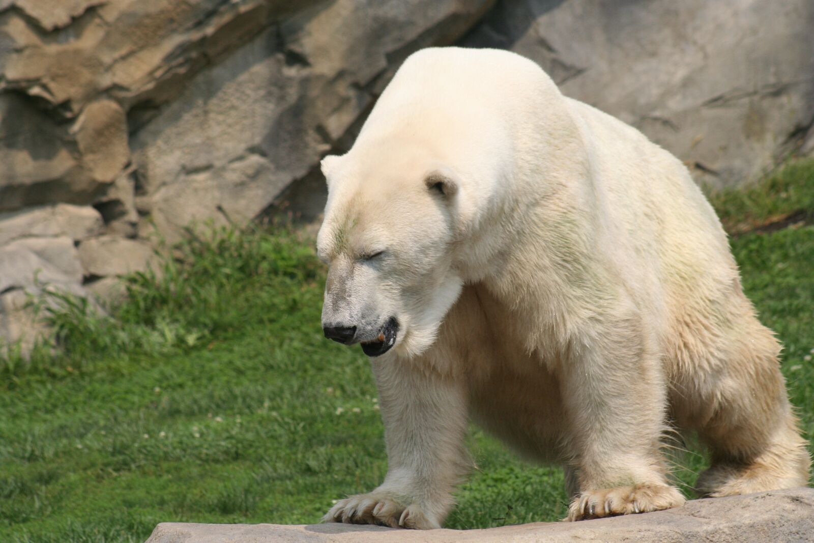 Canon EOS 350D (EOS Digital Rebel XT / EOS Kiss Digital N) sample photo. Polar bear, zoo, animal photography