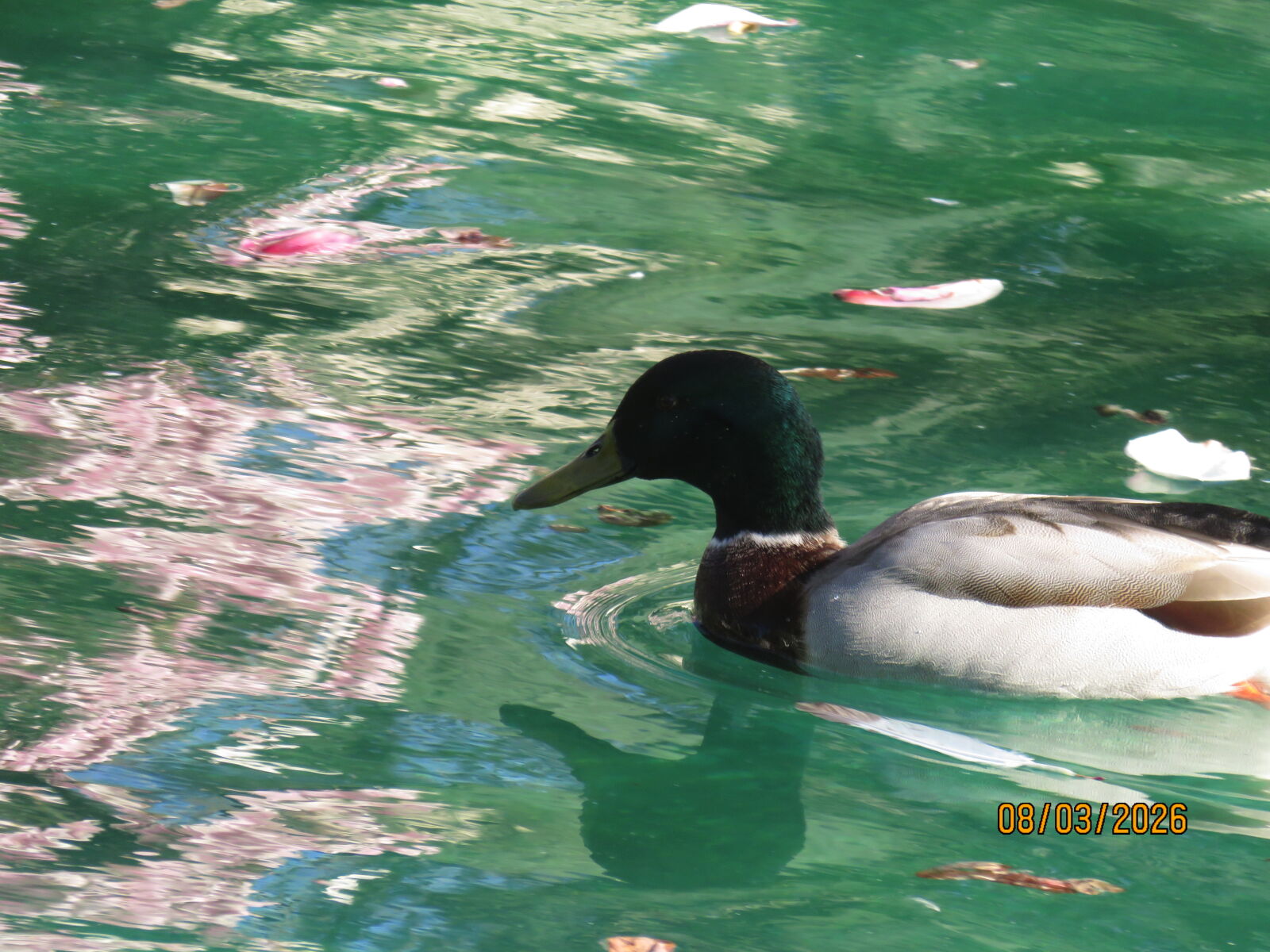Canon PowerShot SX700 HS sample photo. Mallard in in ihlamur photography