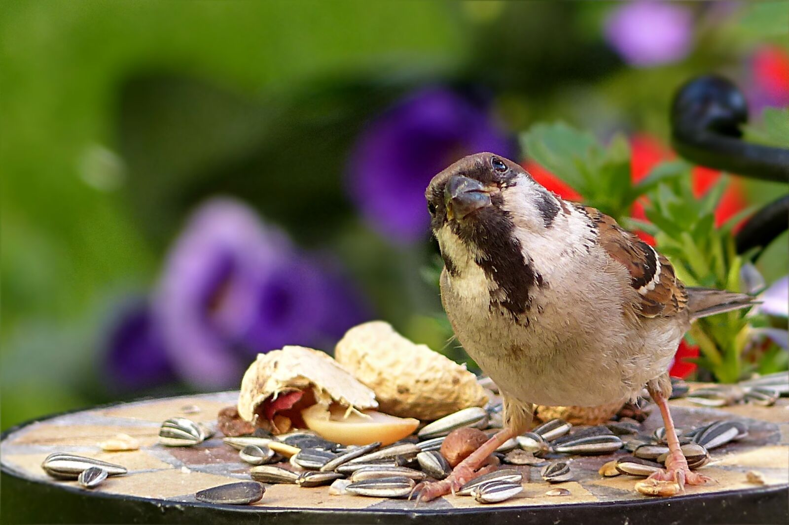 Panasonic Lumix DMC-FZ200 sample photo. Bird, sparrow, passer domesticus photography