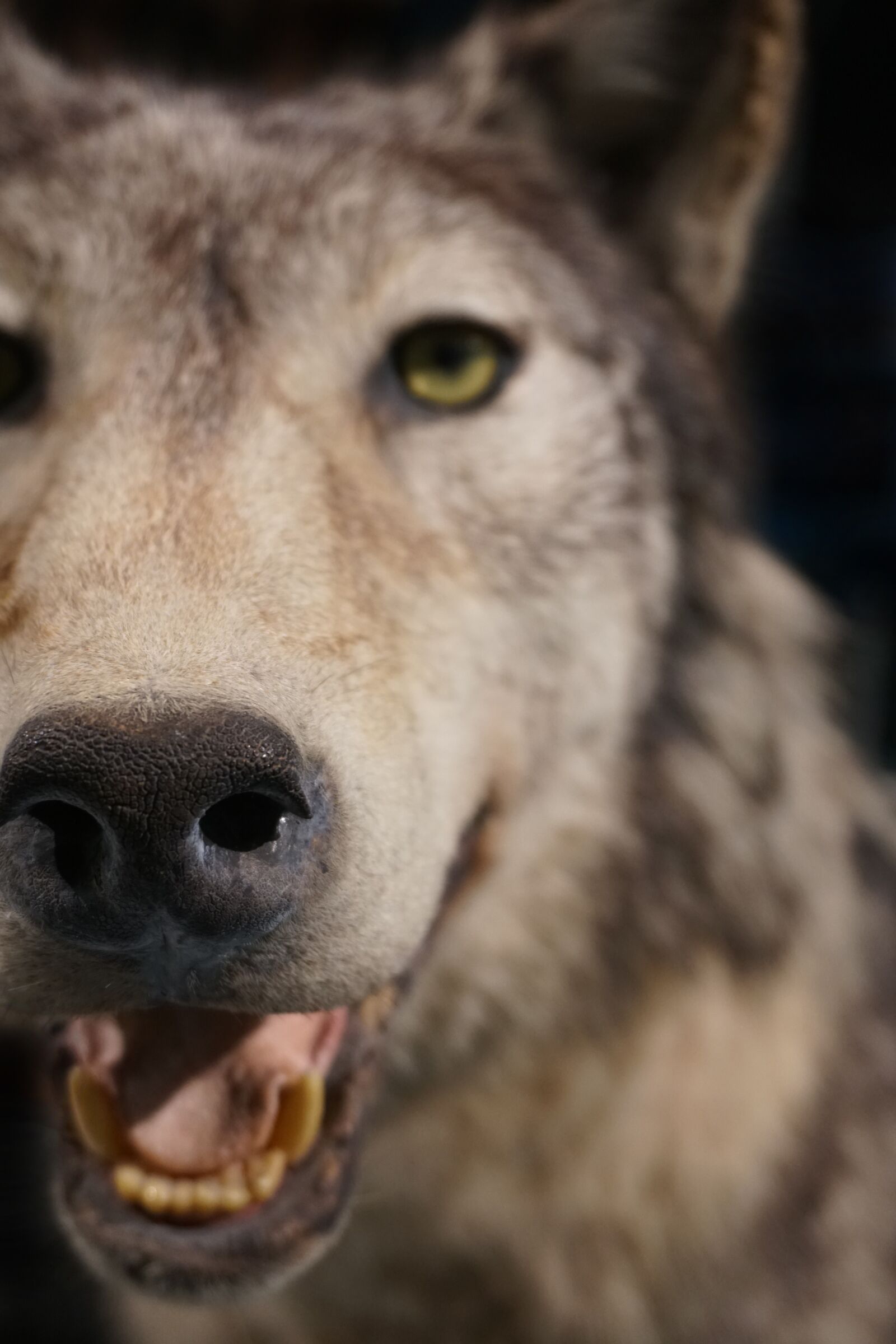 Sony a6300 sample photo. Wolf, close up, stuffed photography