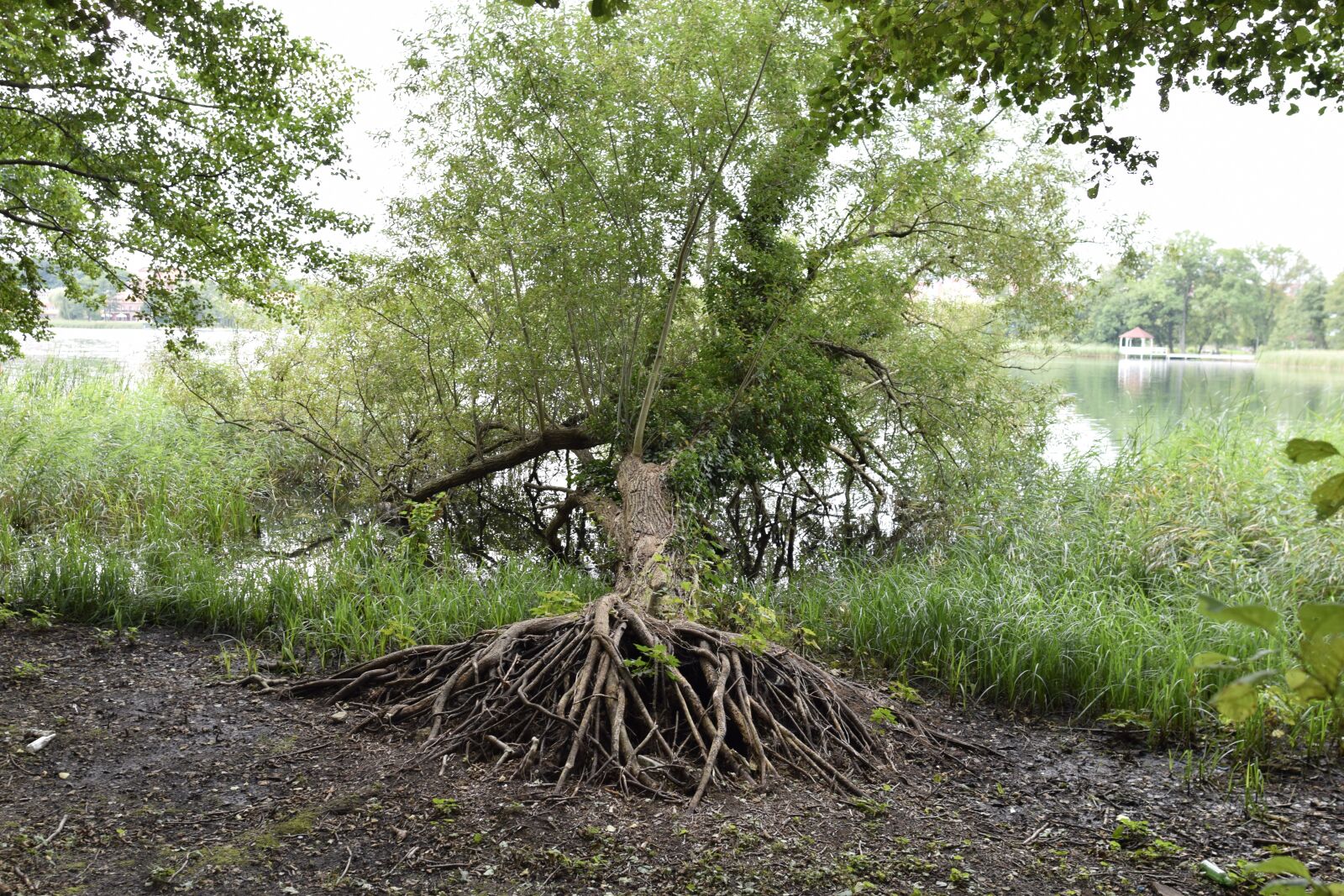 Nikon D5300 sample photo. Tree, the roots of photography