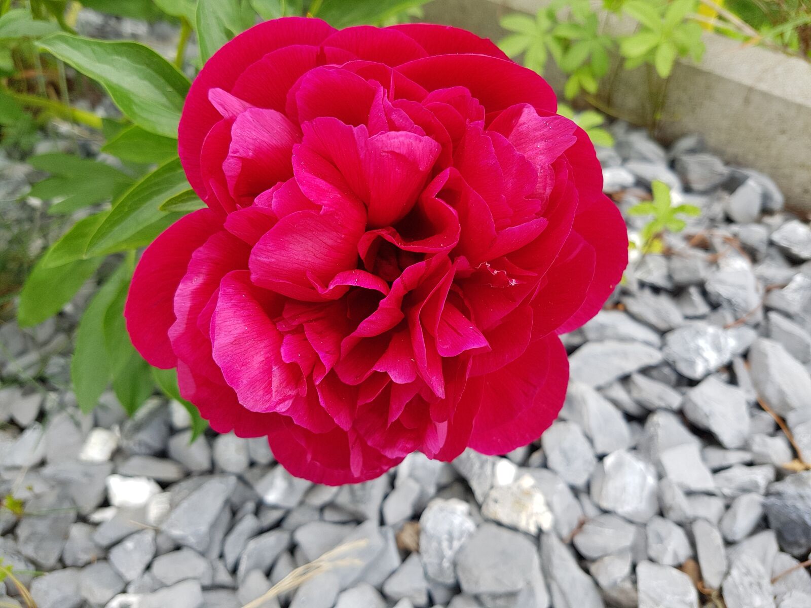 Samsung Galaxy S7 Edge sample photo. Flower, rose, blossom photography