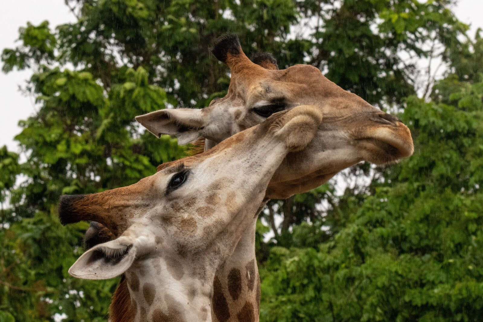 Canon EOS 80D sample photo. Giraffes, animals, mammal photography