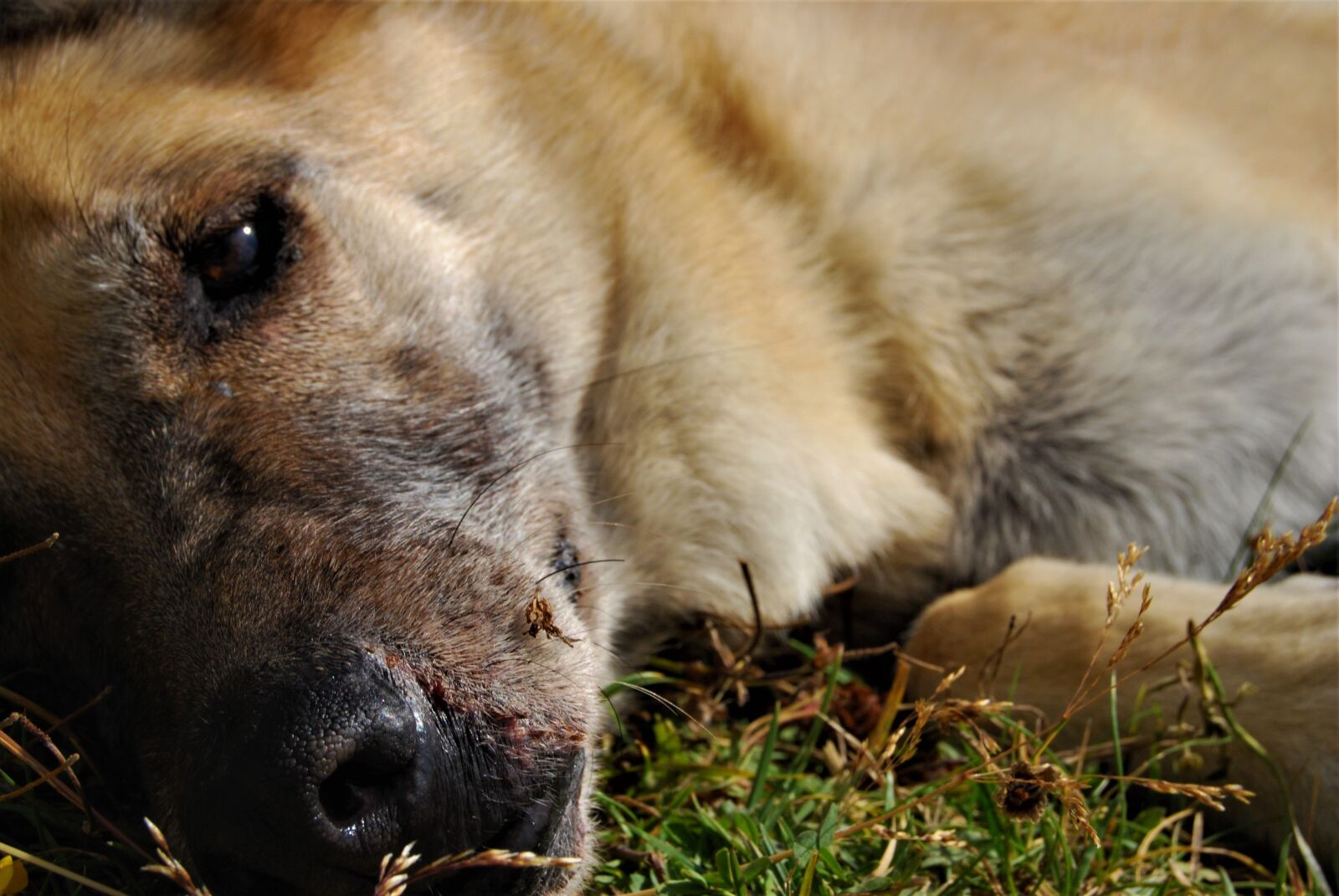 Nikon D40X sample photo. Dog, german shepherd, animal photography