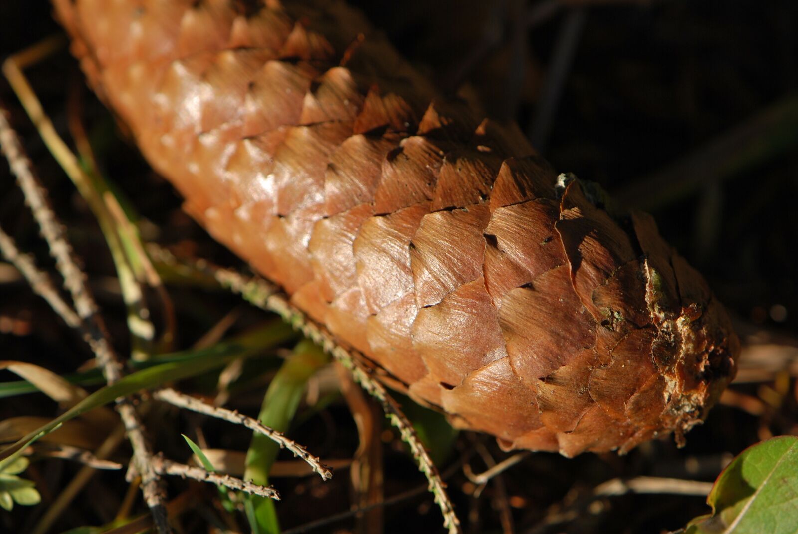 Nikon D60 sample photo. Pine cones, autumn, nature photography