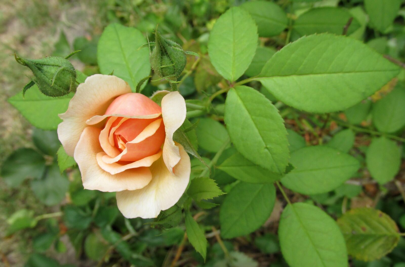 Canon PowerShot SX170 IS sample photo. Rose, flower, plant photography