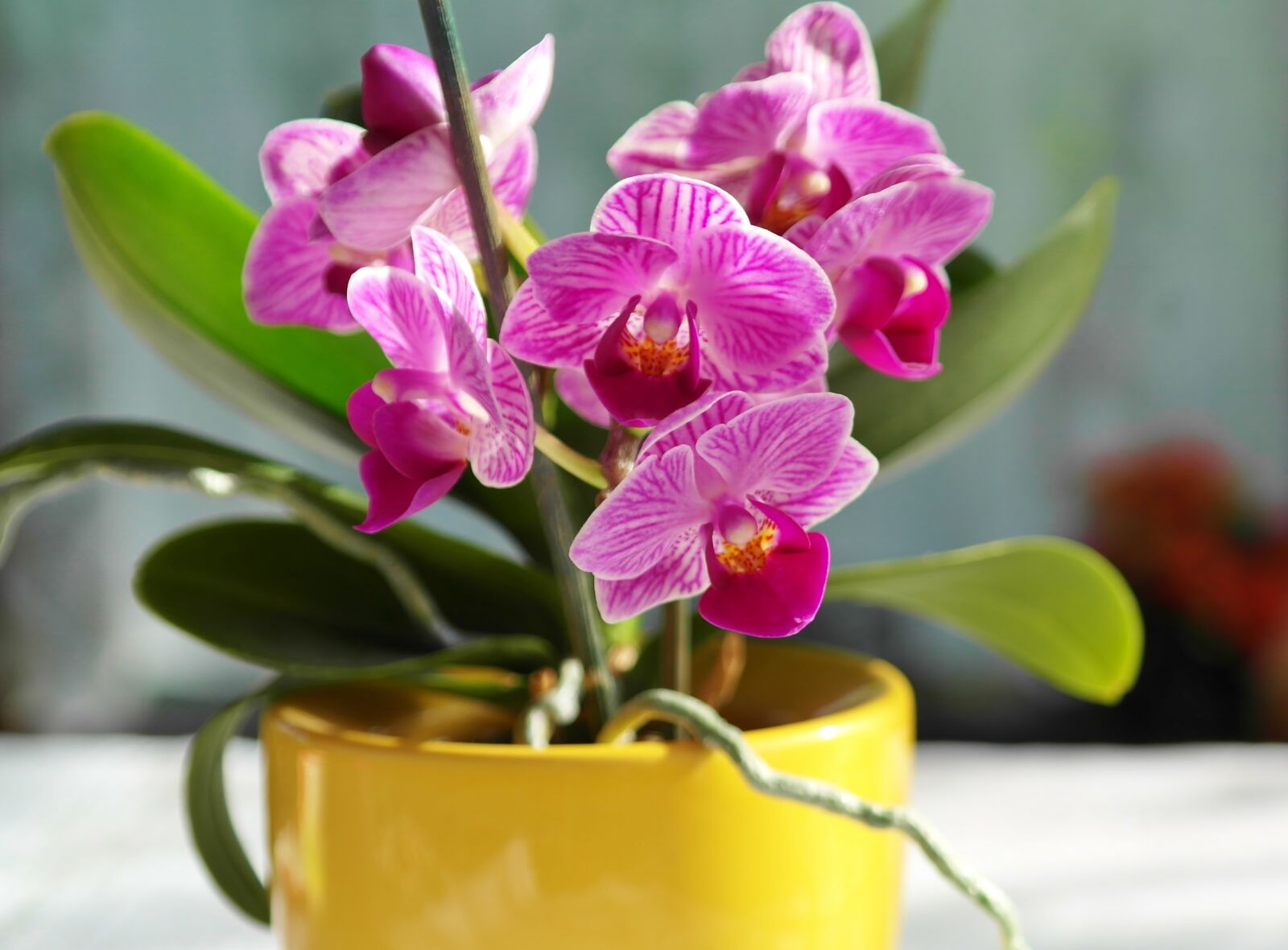 Samsung NX20 sample photo. Orchid, flower, pink photography