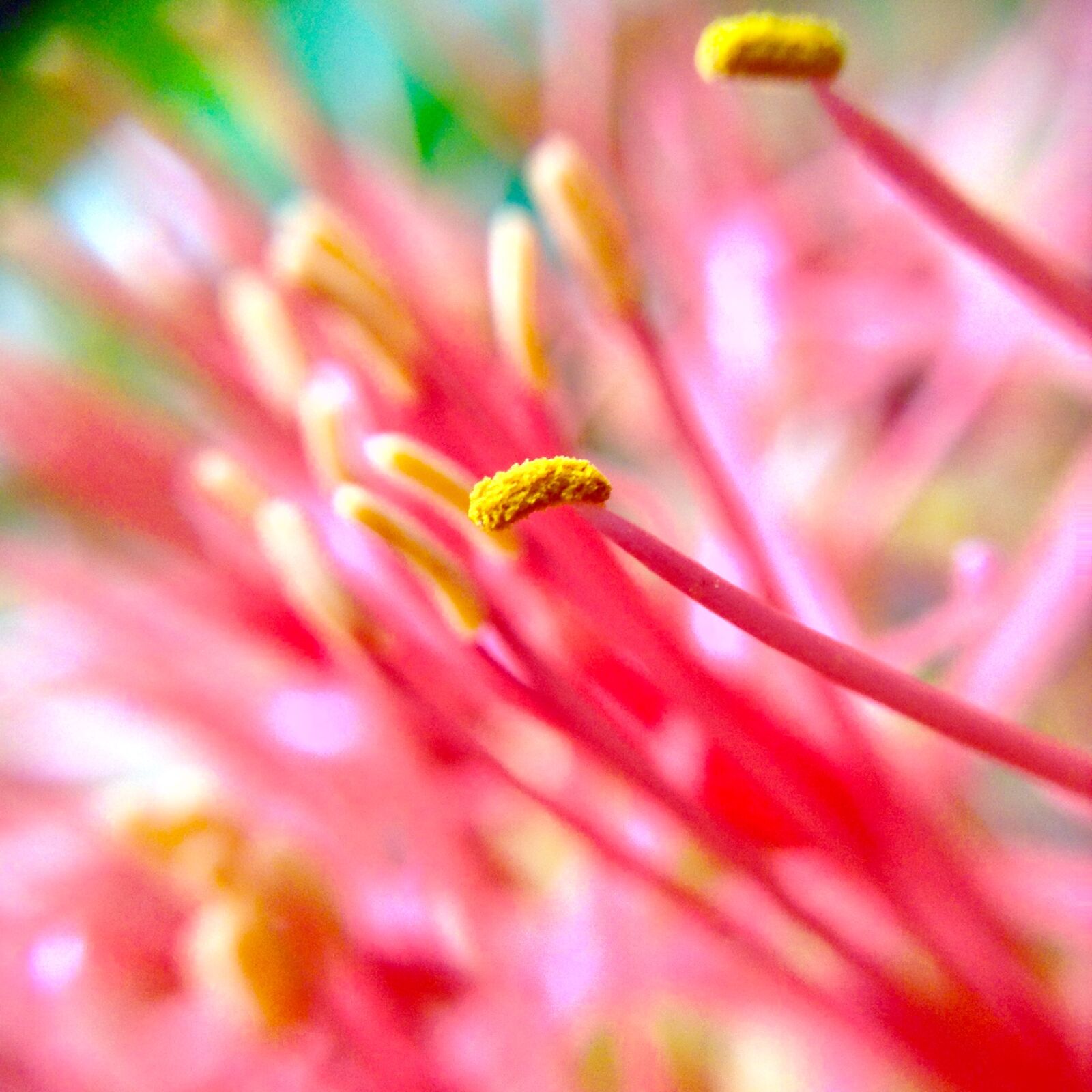 Apple iPad mini sample photo. Flower, macro, plant photography