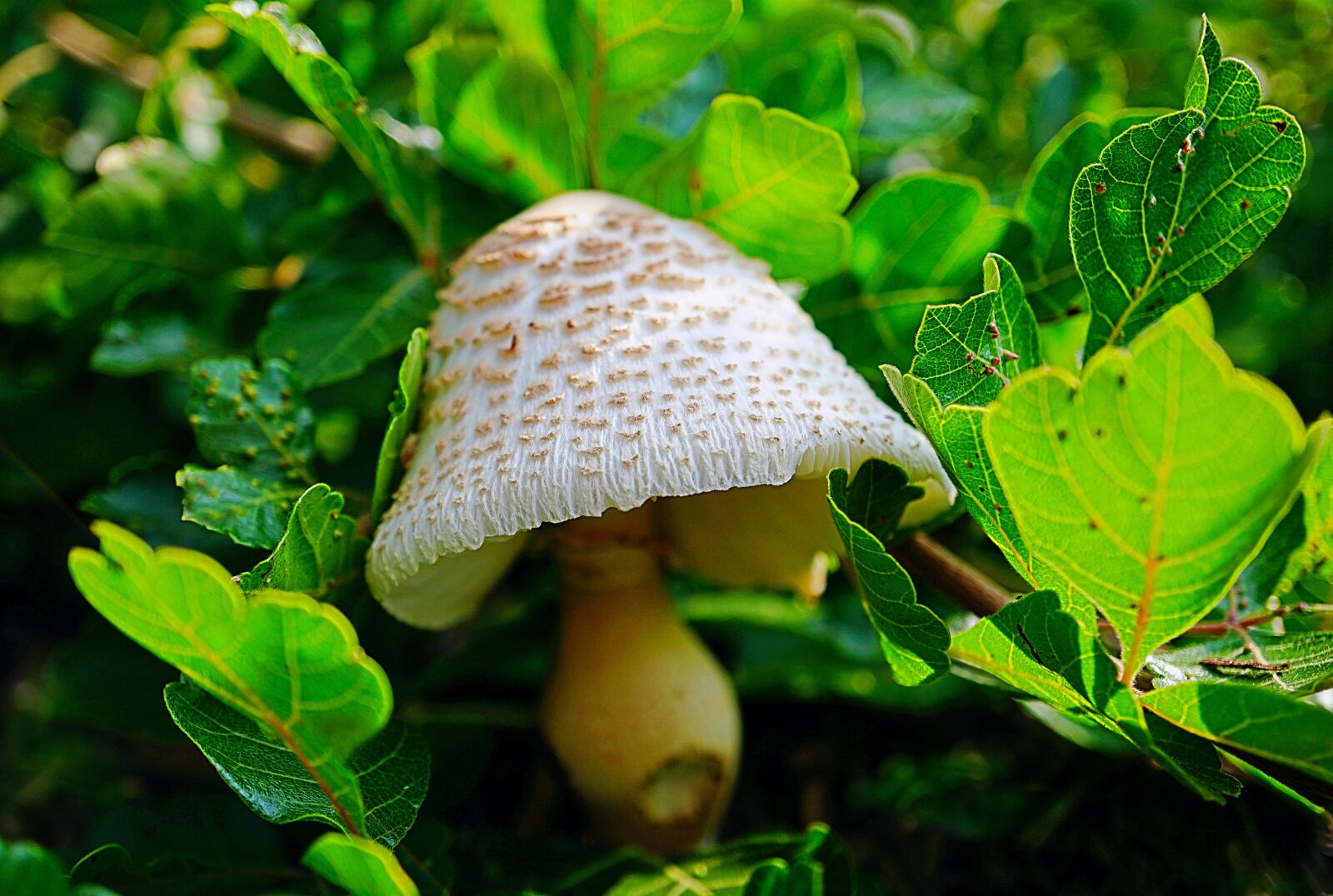 Sony E 30mm F3.5 Macro sample photo. Mushroom, toadstool, fungus photography