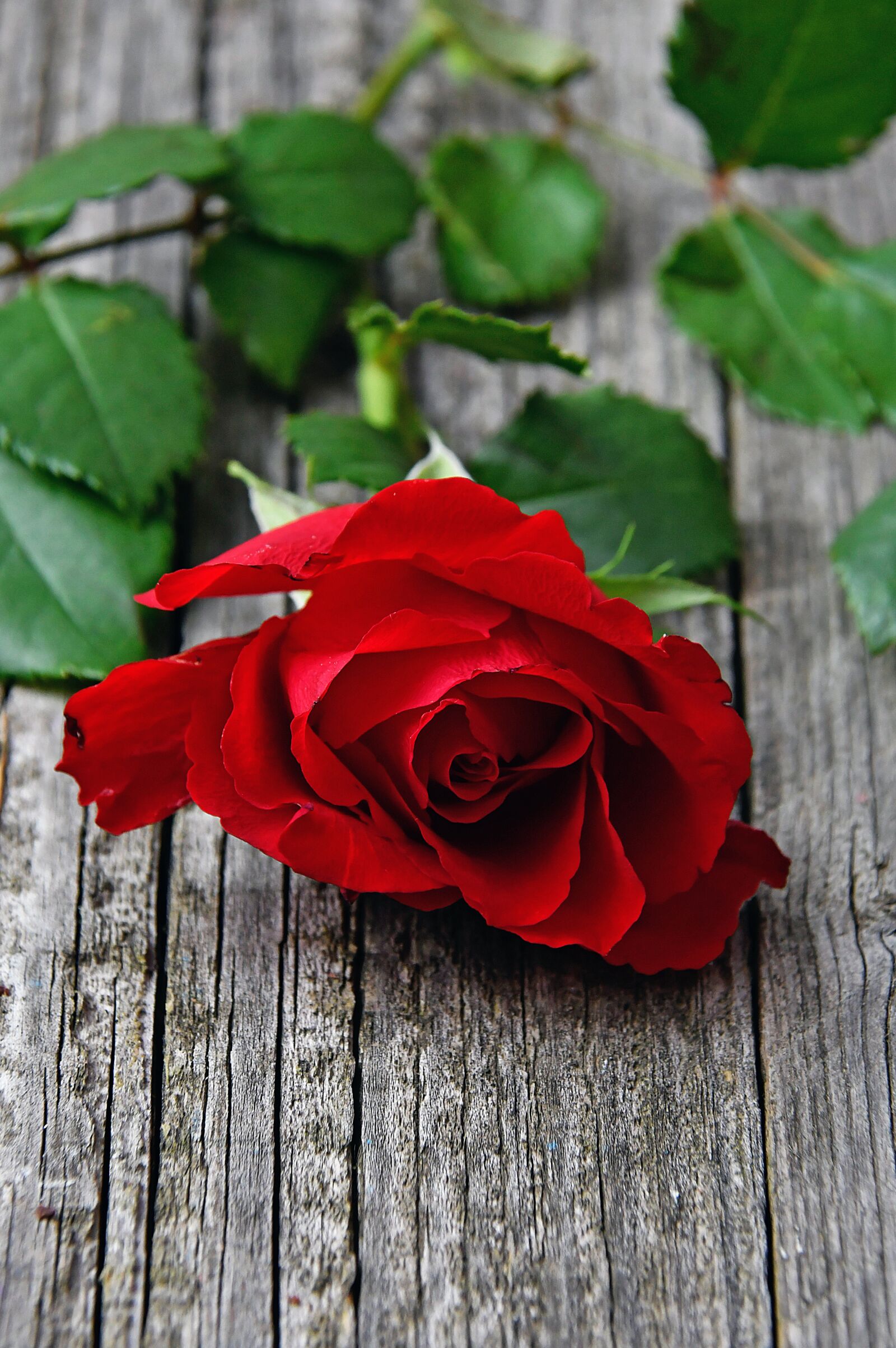 Nikon D3200 sample photo. Red, red rose, love photography