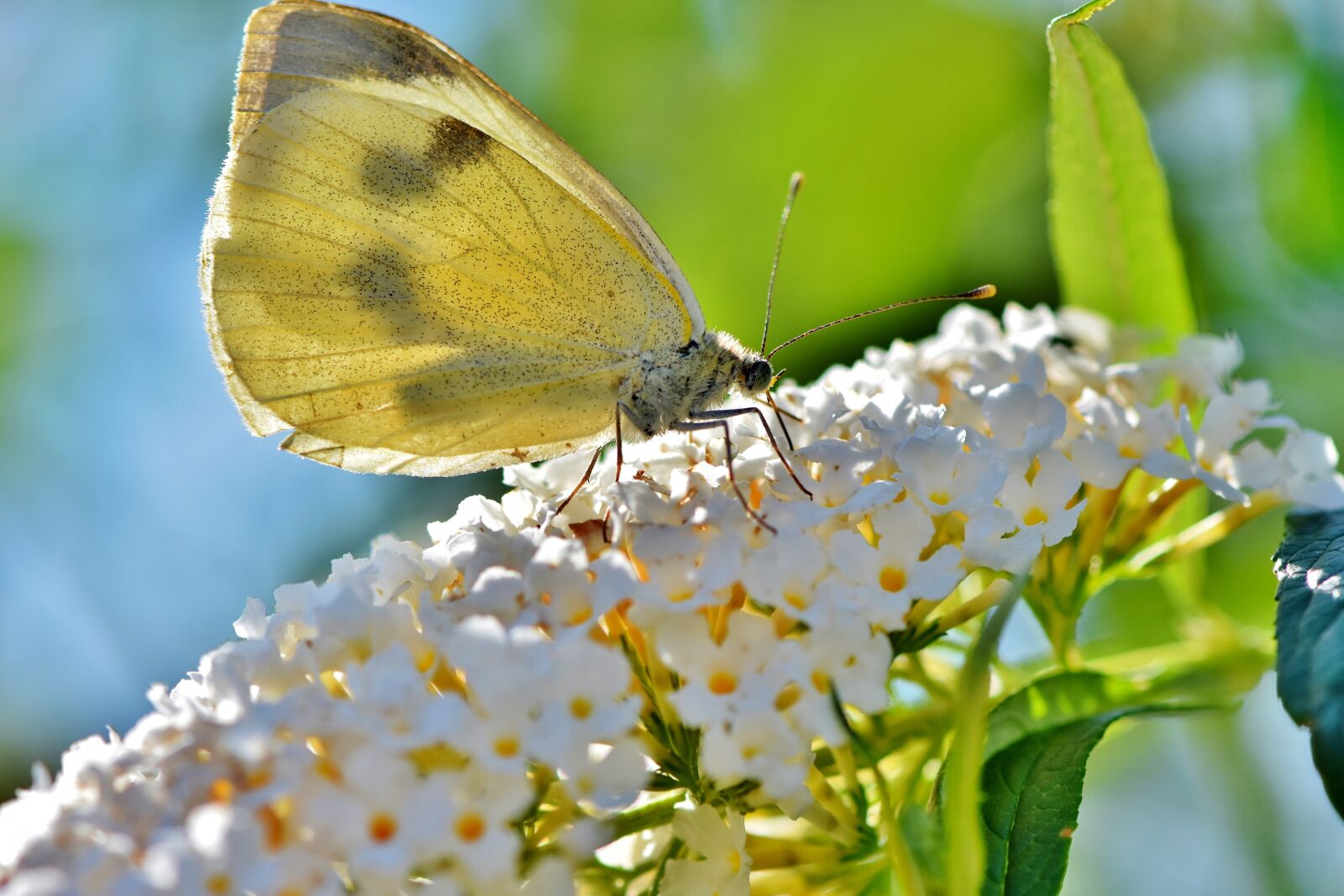 Nikon D7200 sample photo. White ling, butterfly, insect photography