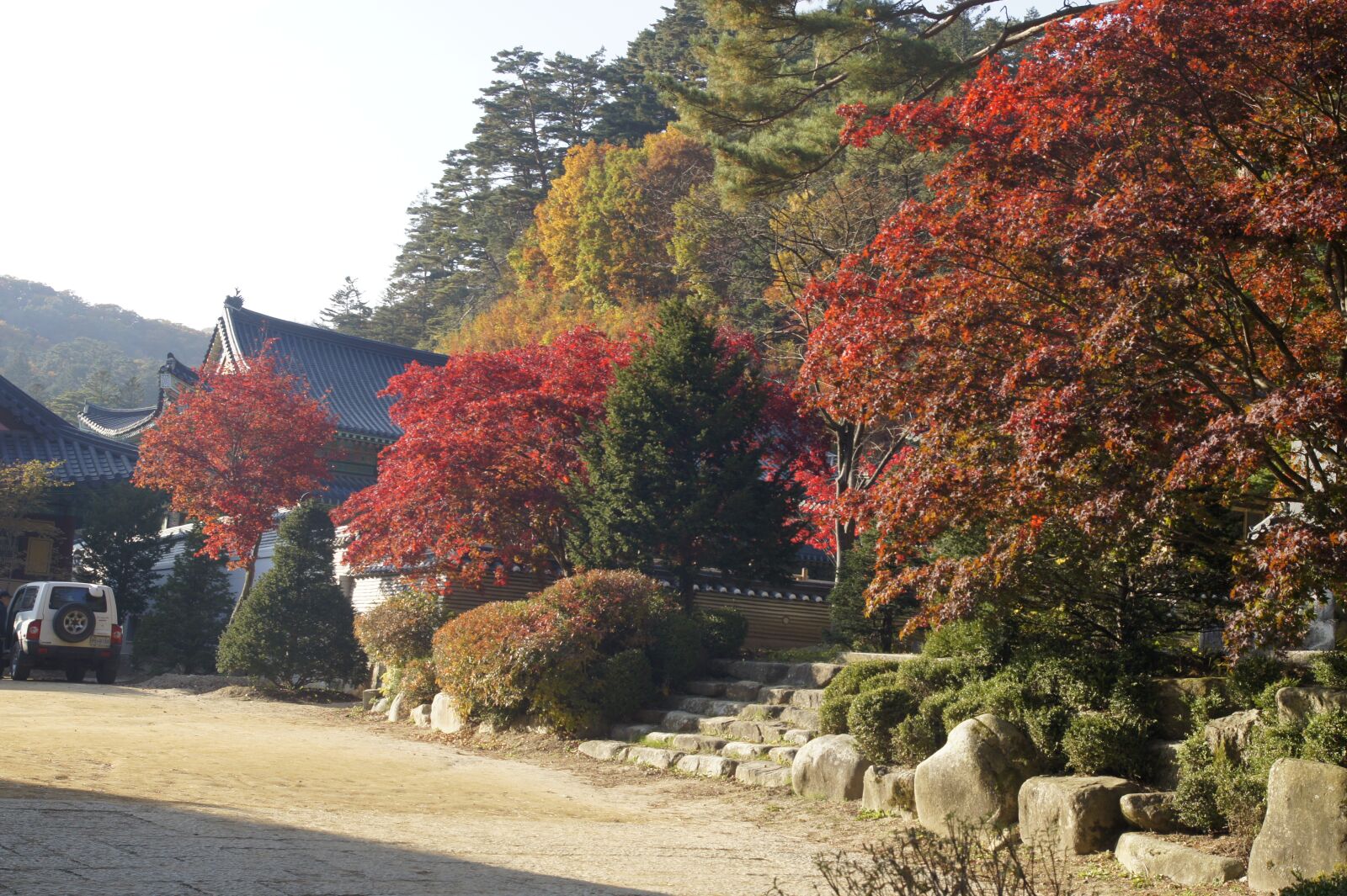 Sony Alpha DSLR-A550 sample photo. Maple, fall foliage, korean photography