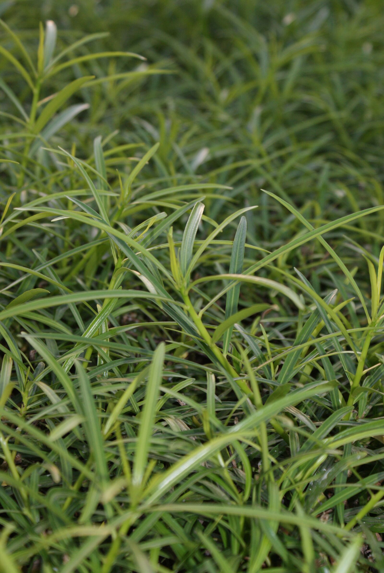 Sony Alpha DSLR-A200 sample photo. Grass, green, nature photography