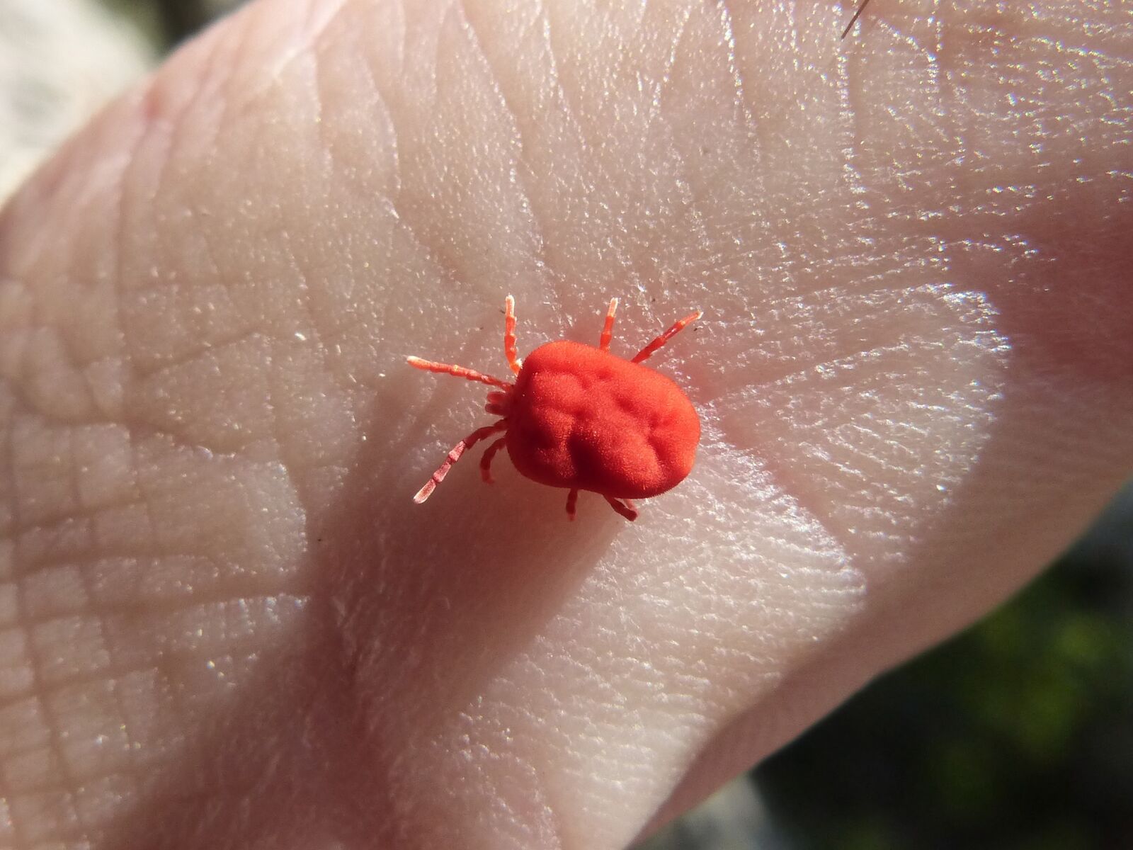Panasonic DMC-FZ62 sample photo. Red bug, insect, finger photography