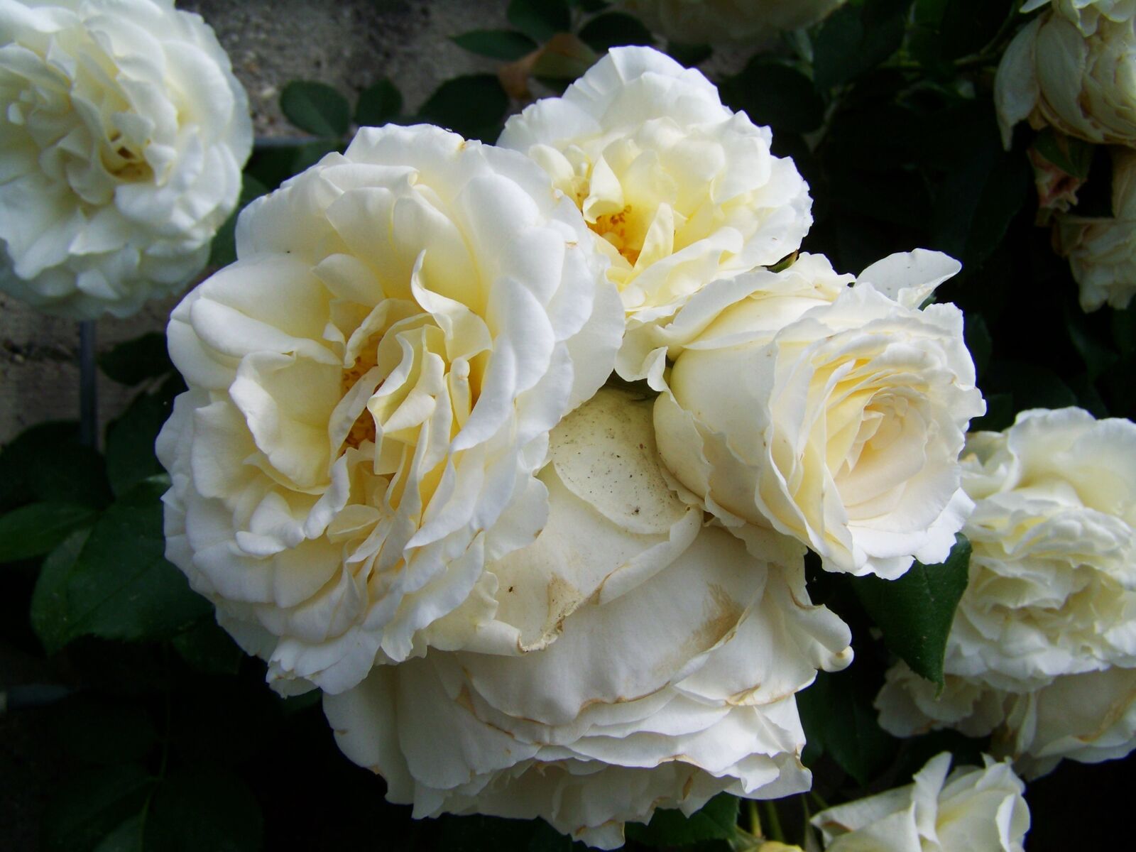 Kodak EASYSHARE ZD710 ZOOM DIGITAL CAMERA sample photo. Rose, white flower, group photography