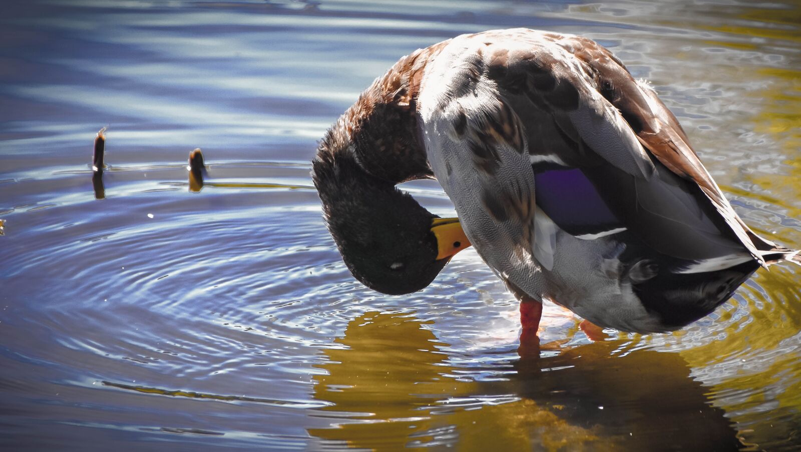 Sigma 18-250mm F3.5-6.3 DC Macro OS HSM sample photo. Duck, pond, waterfowl photography