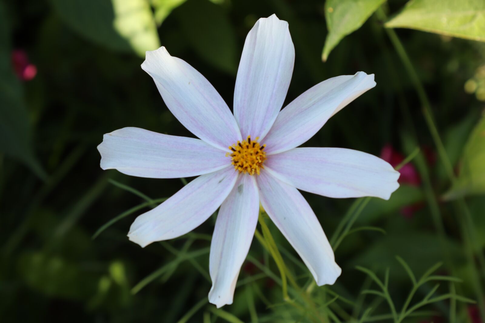 Canon EOS 200D (EOS Rebel SL2 / EOS Kiss X9) sample photo. Daisy, flower, petal photography