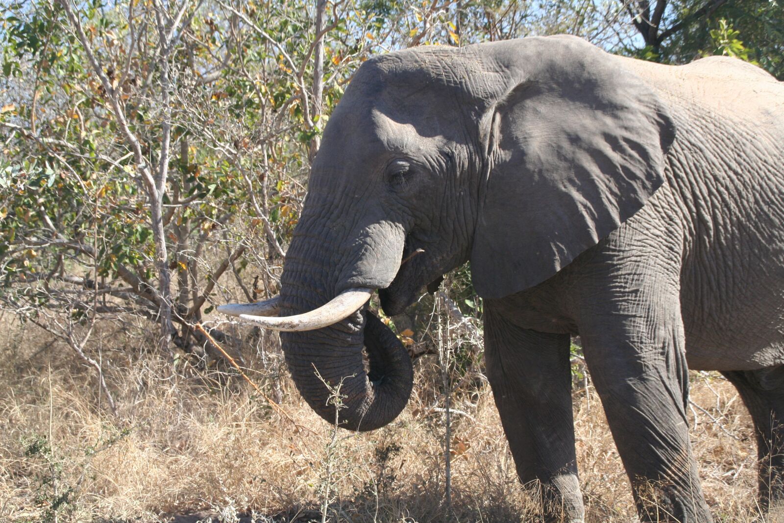 Canon EOS 350D (EOS Digital Rebel XT / EOS Kiss Digital N) sample photo. Mammal, animal, elephant eating photography
