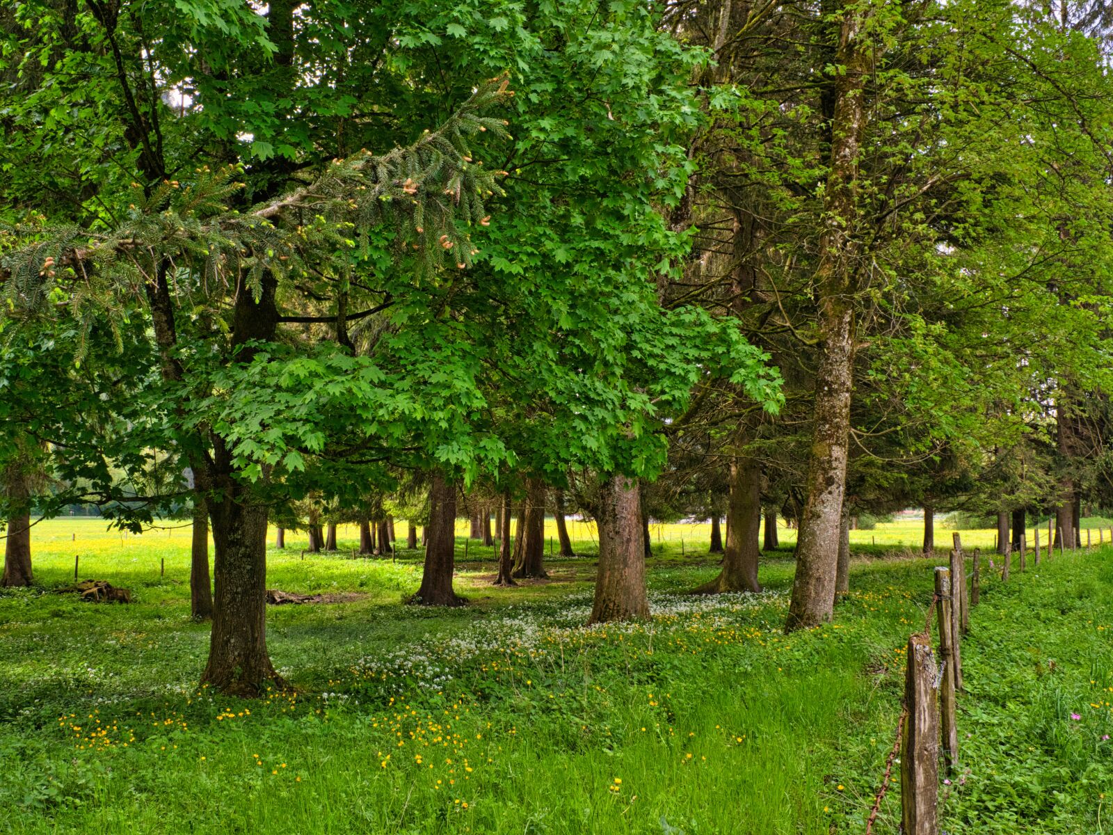 Nikon D7500 sample photo. Spring, trees, forest photography