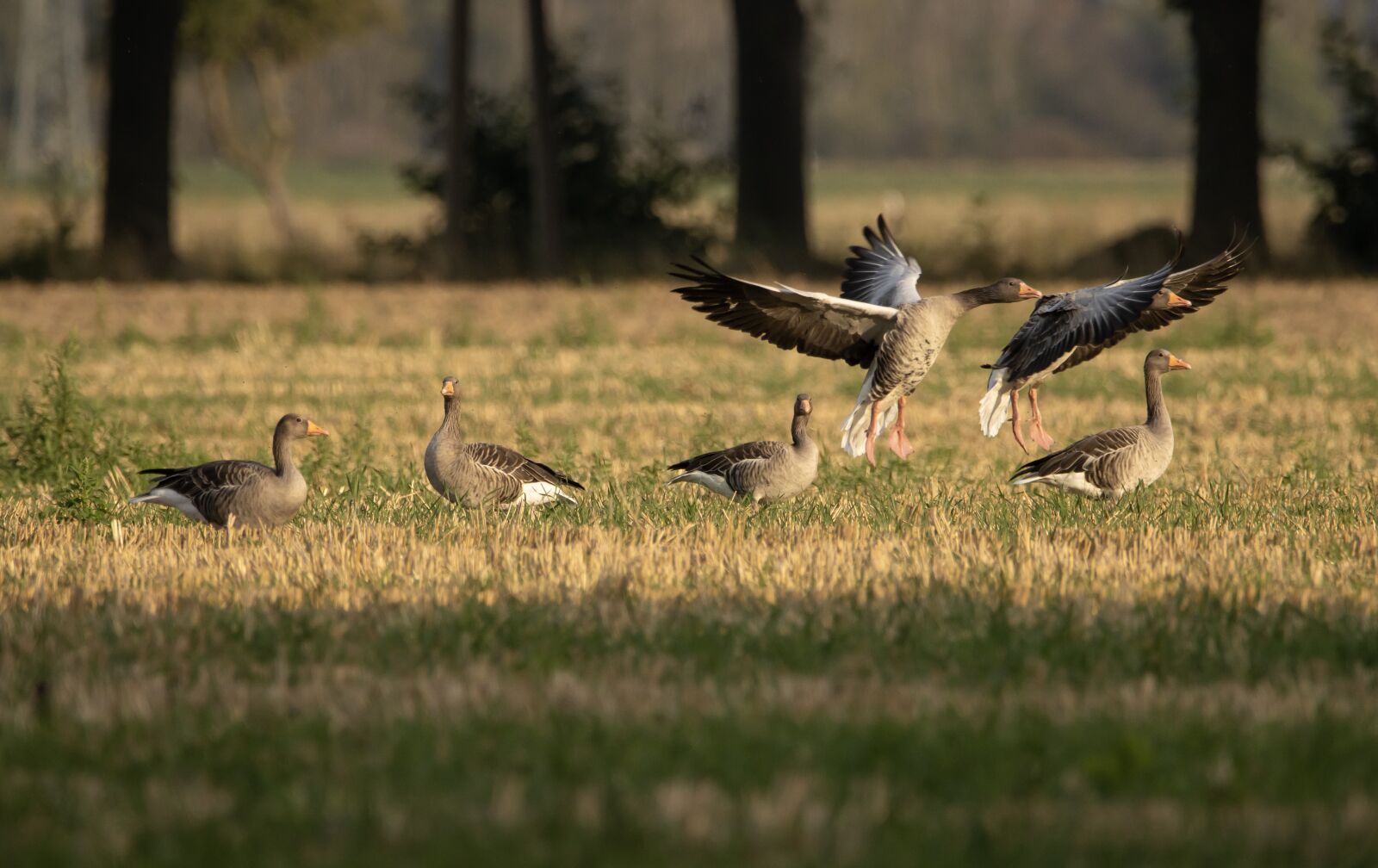 150-600mm F5-6.3 DG OS HSM | Contemporary 015 sample photo. Geese, field, gaggle photography