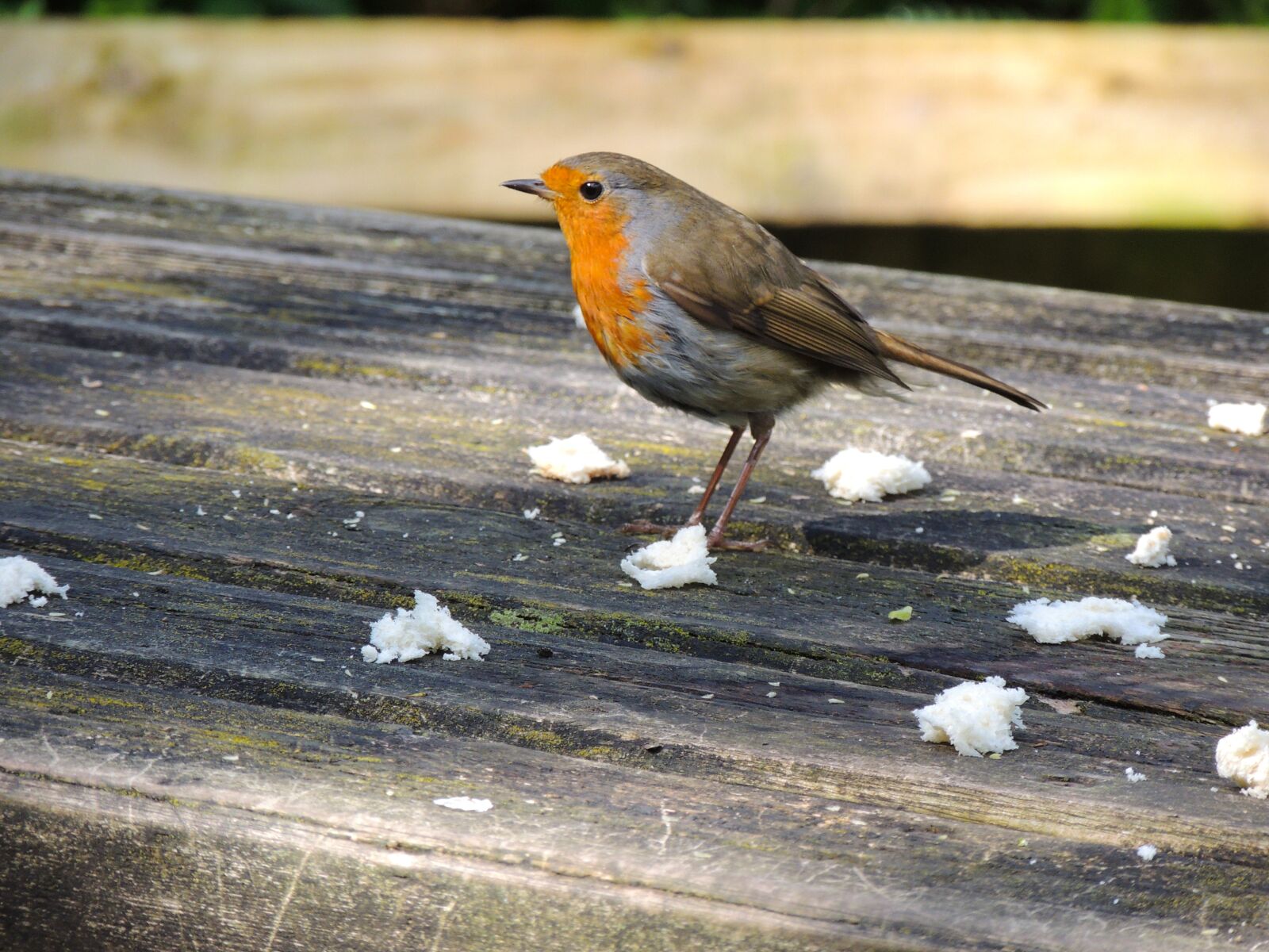 Nikon Coolpix P510 sample photo. Robin, bird, nature photography