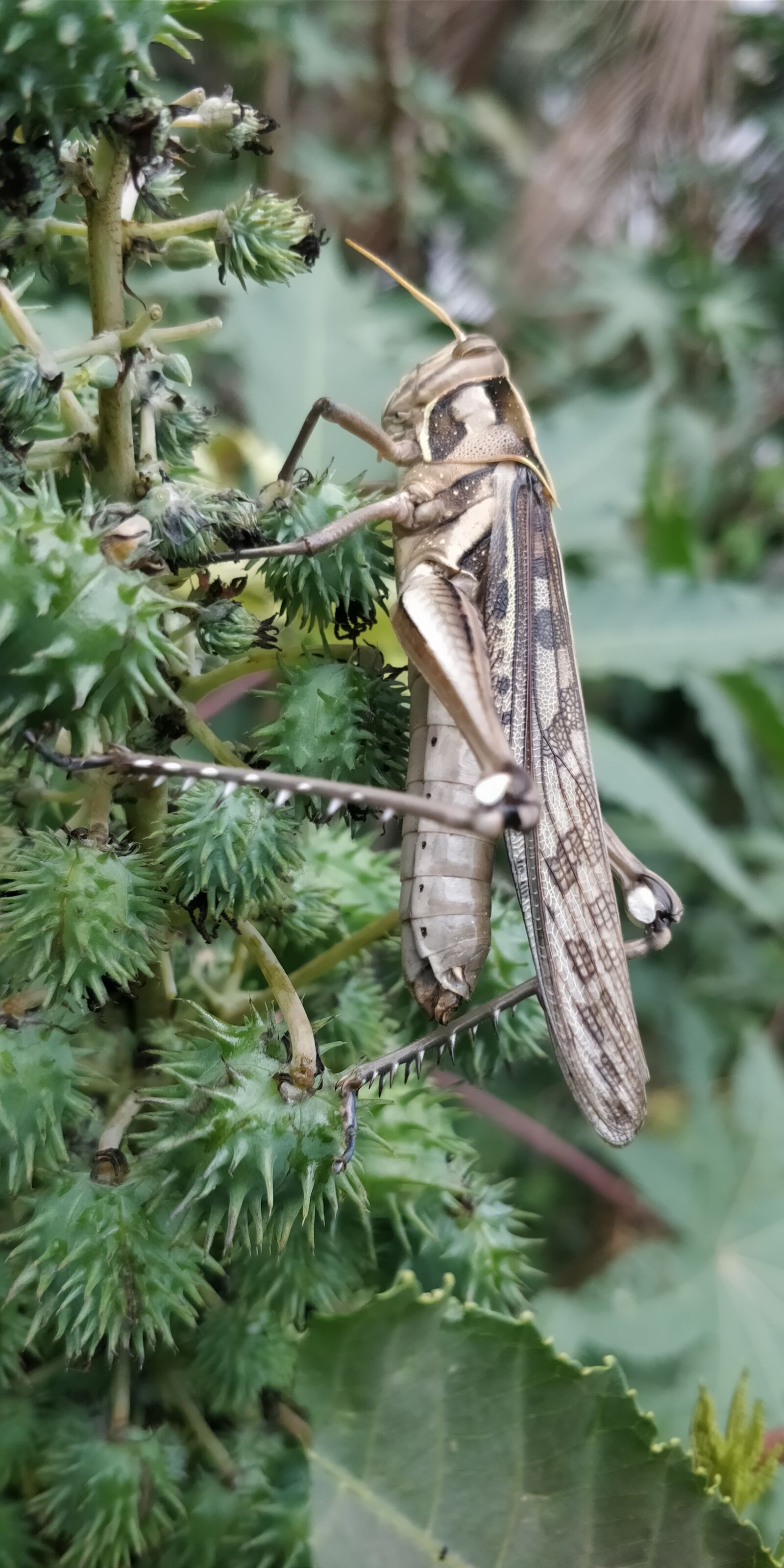 OnePlus 5T sample photo. Nature, insect, animal photography