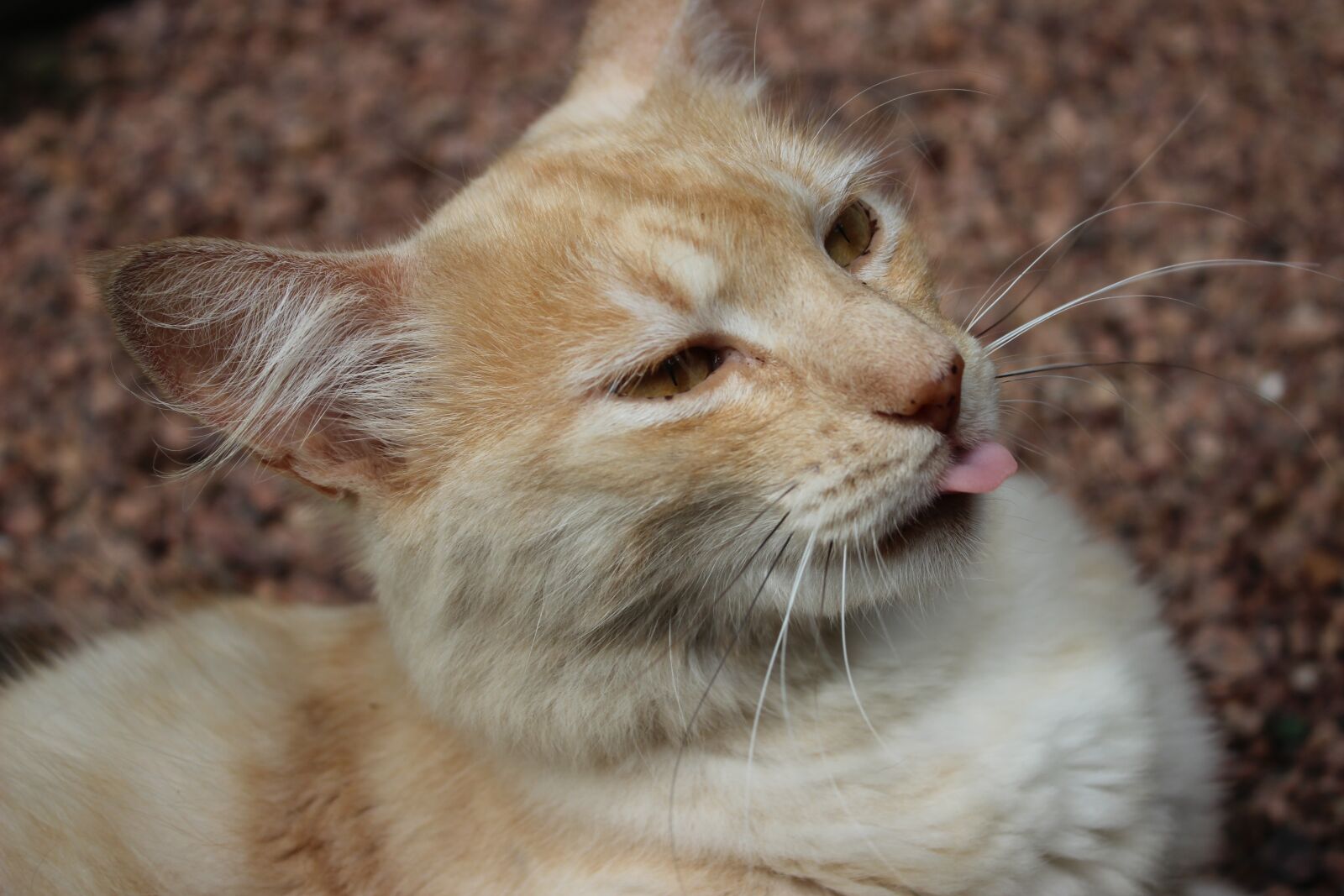 Canon EOS 600D (Rebel EOS T3i / EOS Kiss X5) sample photo. Cat, feline, animal photography